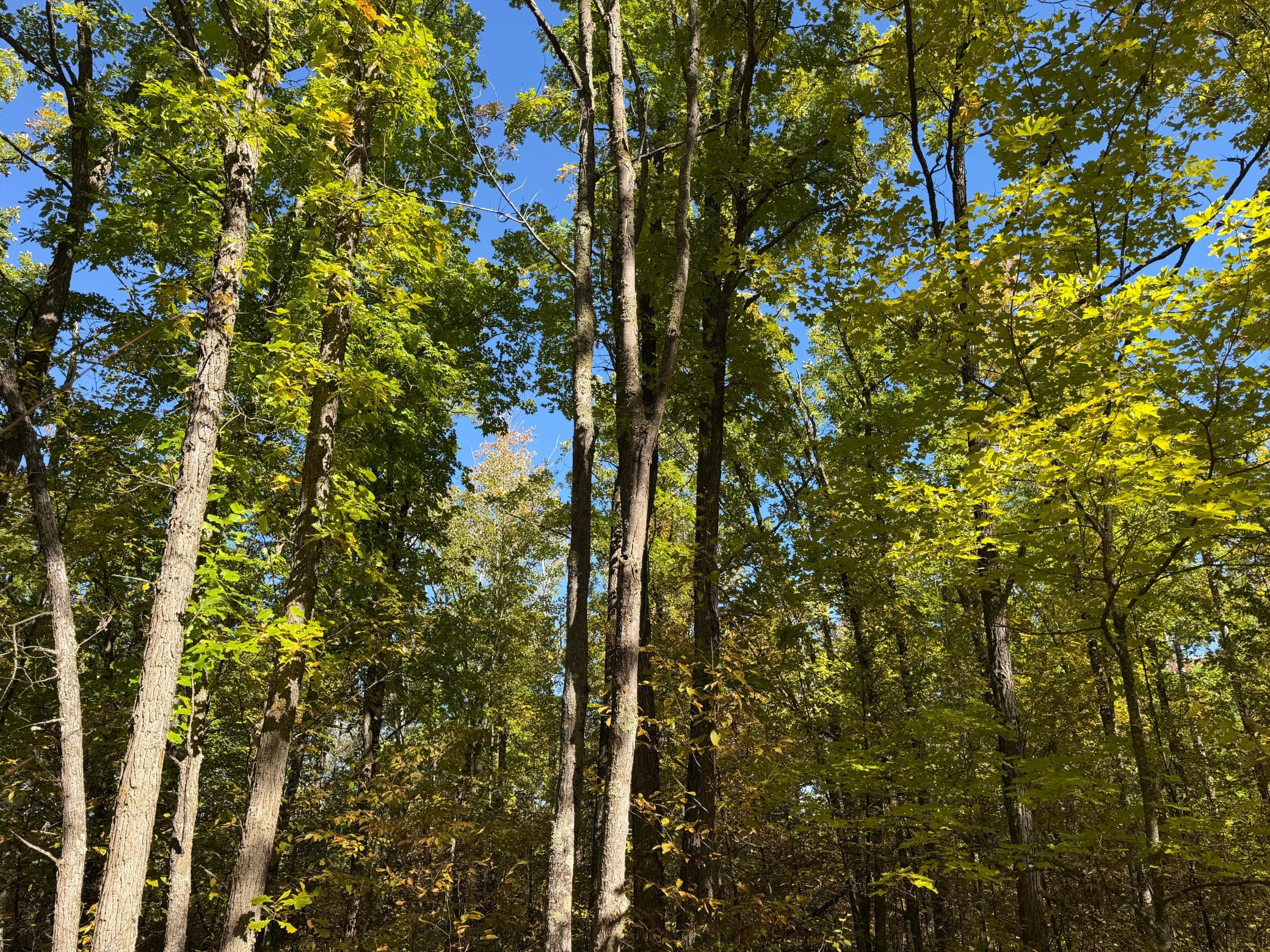 land for sale at TBD- 269th Avenue in Laporte, MN (photo 25 of 44)
