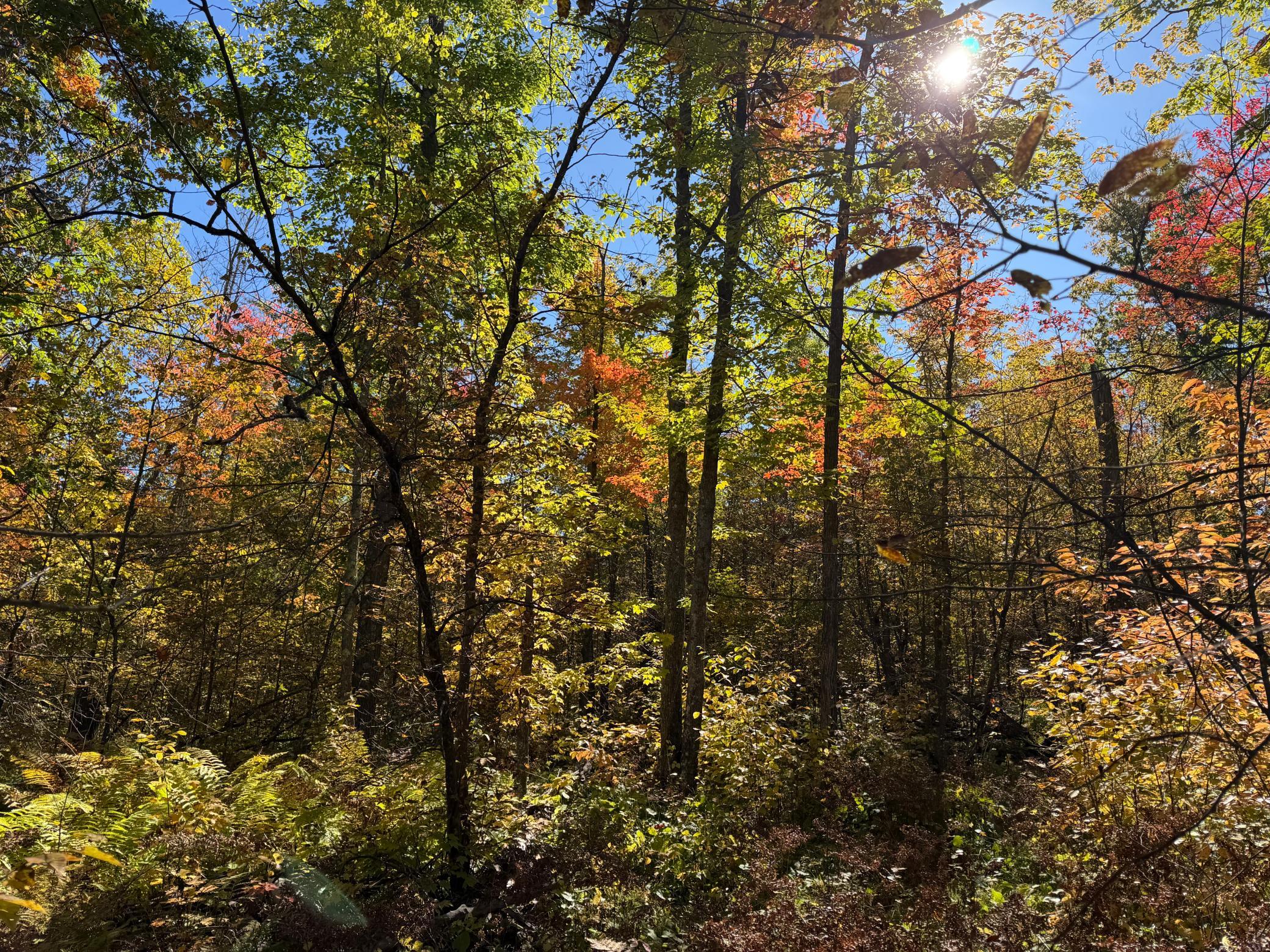 land for sale at TBD- 269th Avenue in Laporte, MN (photo 27 of 44)