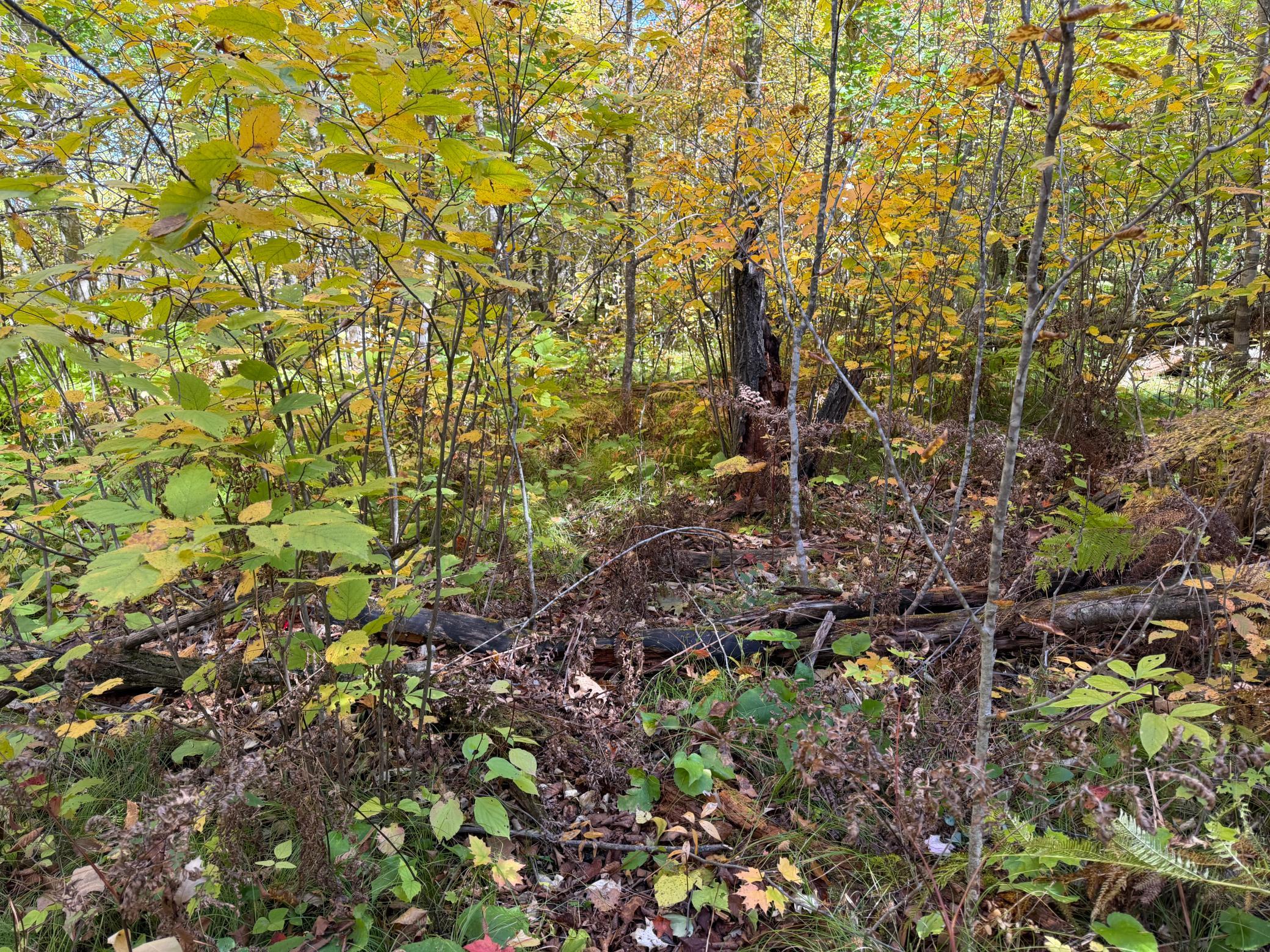 land for sale at TBD- 269th Avenue in Laporte, MN (photo 28 of 44)