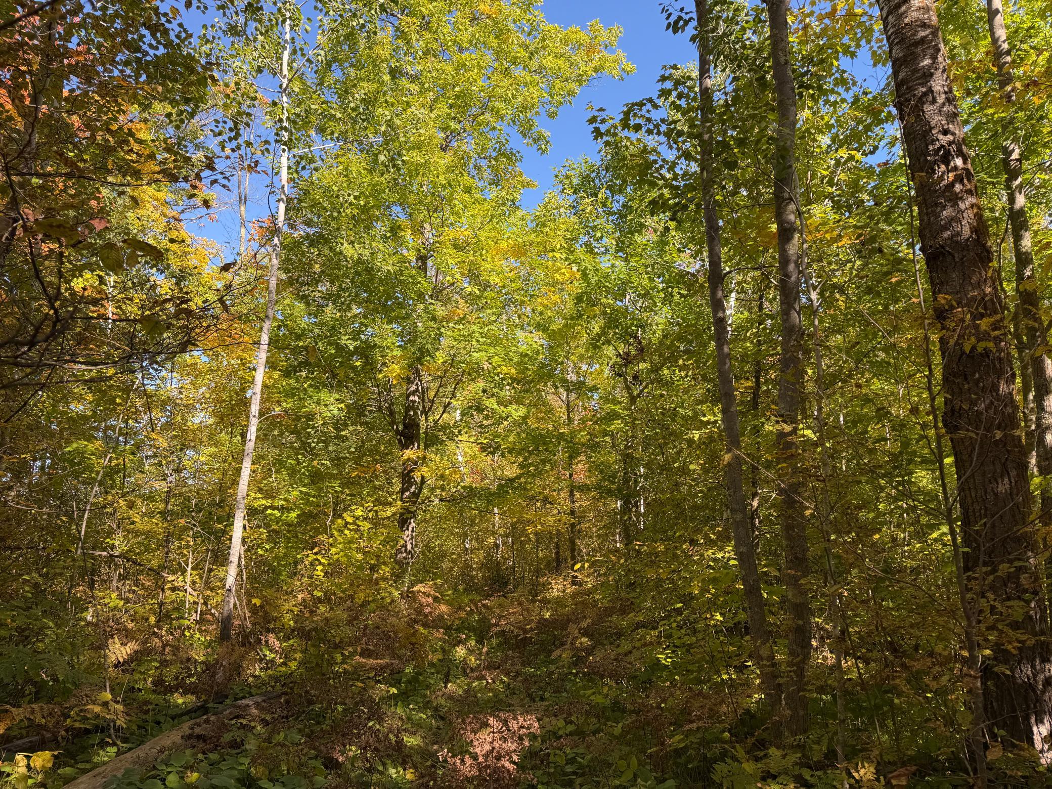 land for sale at TBD- 269th Avenue in Laporte, MN (photo 29 of 44)