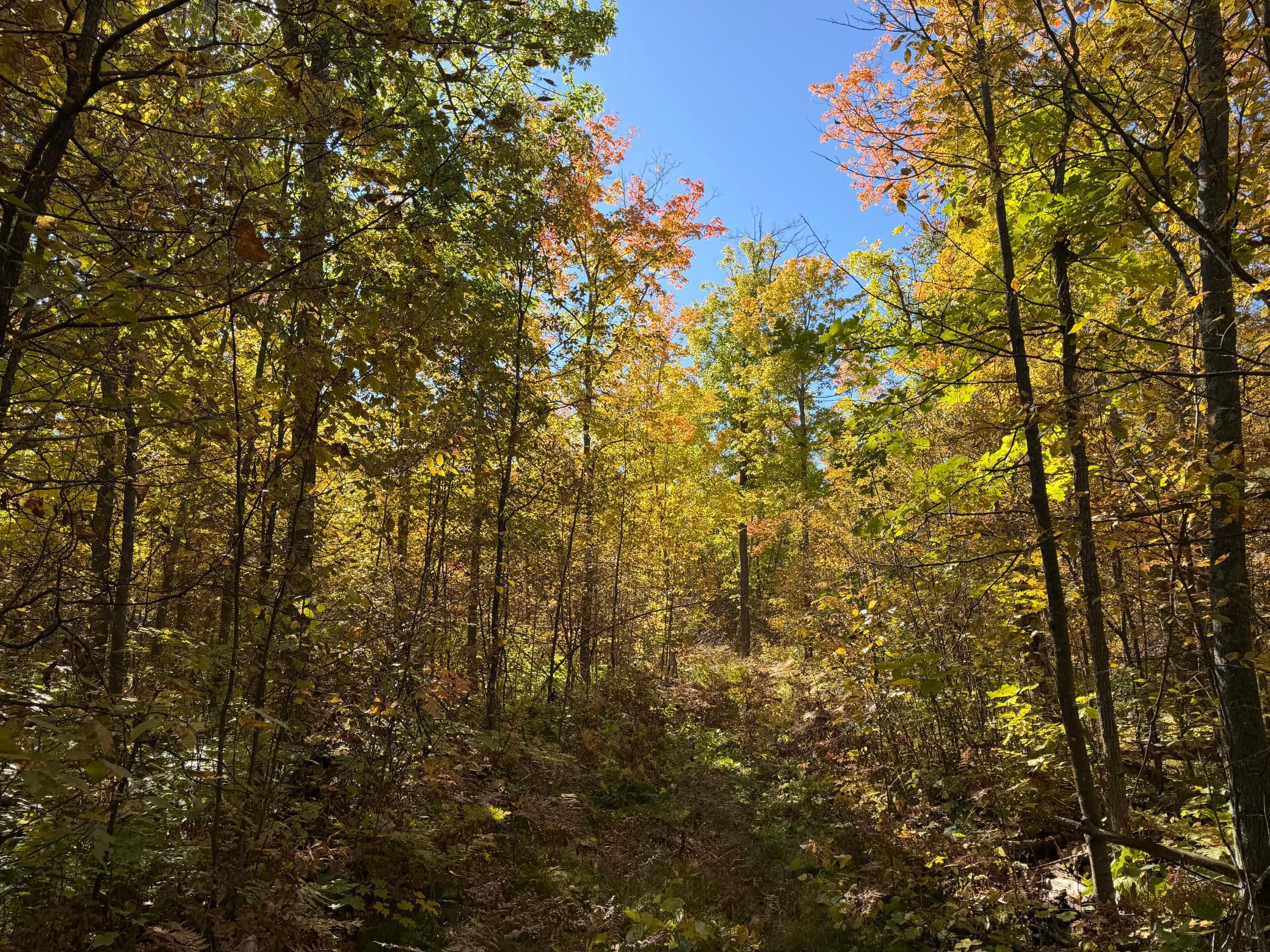 land for sale at TBD- 269th Avenue in Laporte, MN (photo 30 of 44)