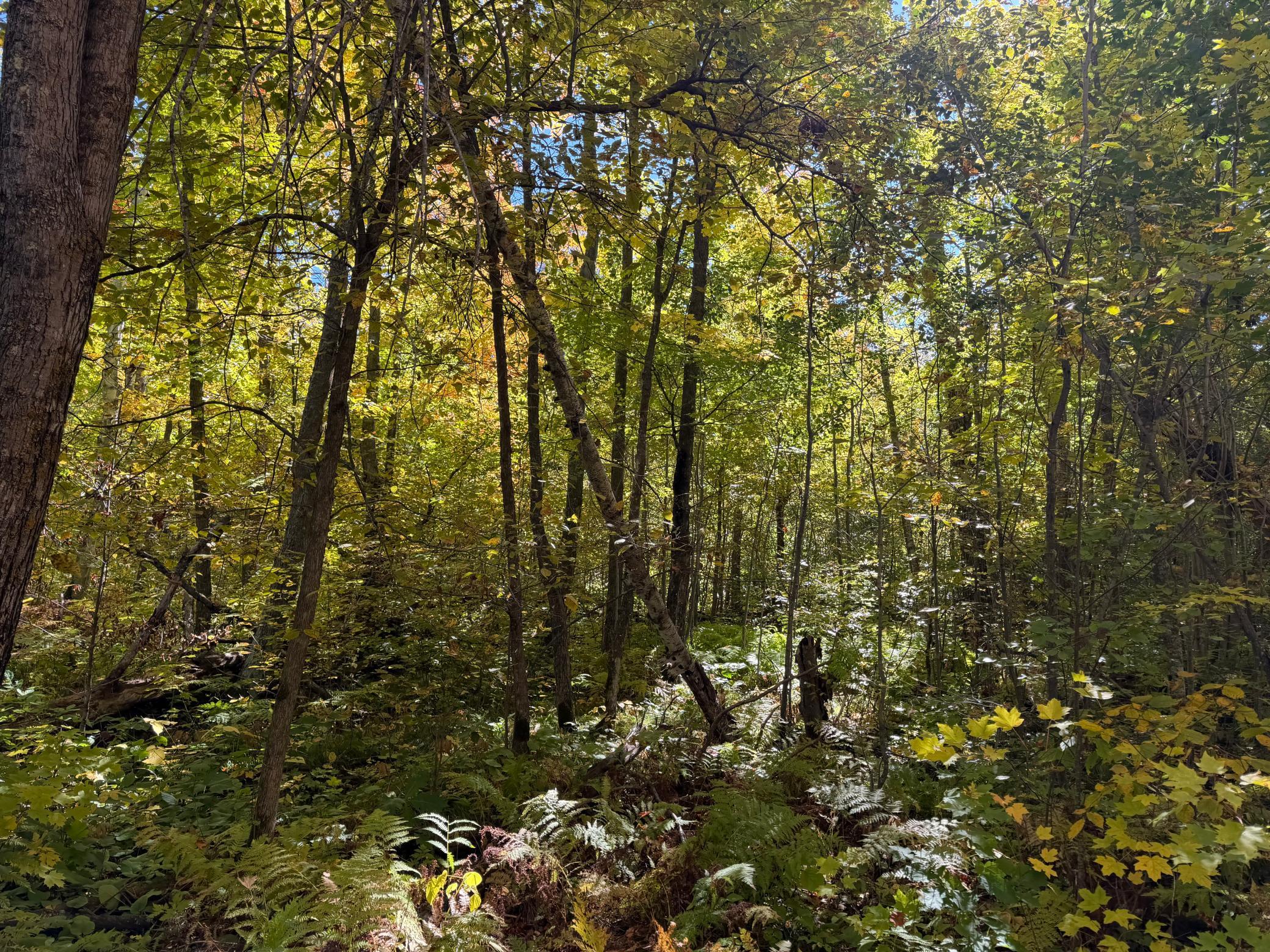 land for sale at TBD- 269th Avenue in Laporte, MN (photo 31 of 44)