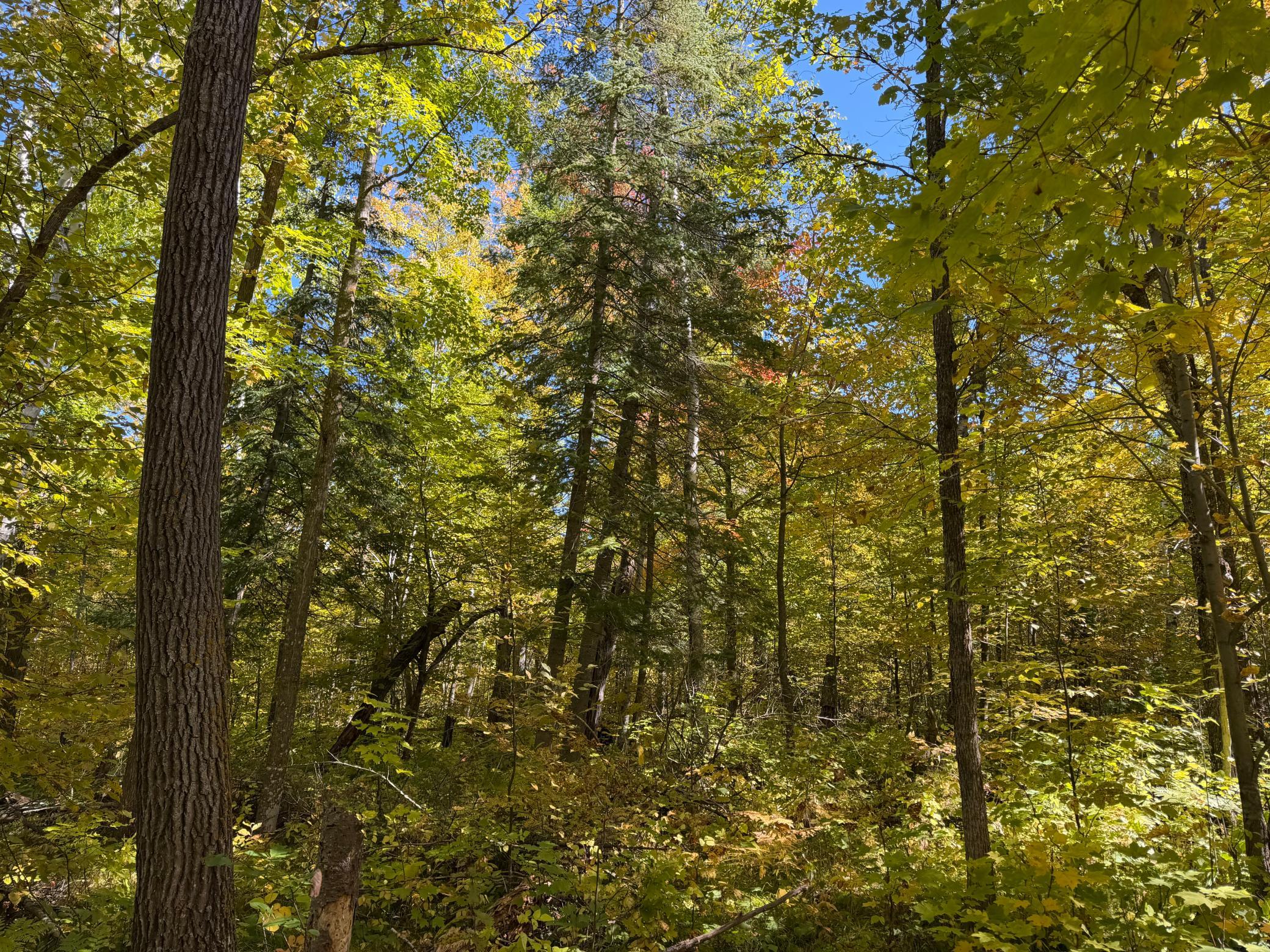 land for sale at TBD- 269th Avenue in Laporte, MN (photo 32 of 44)