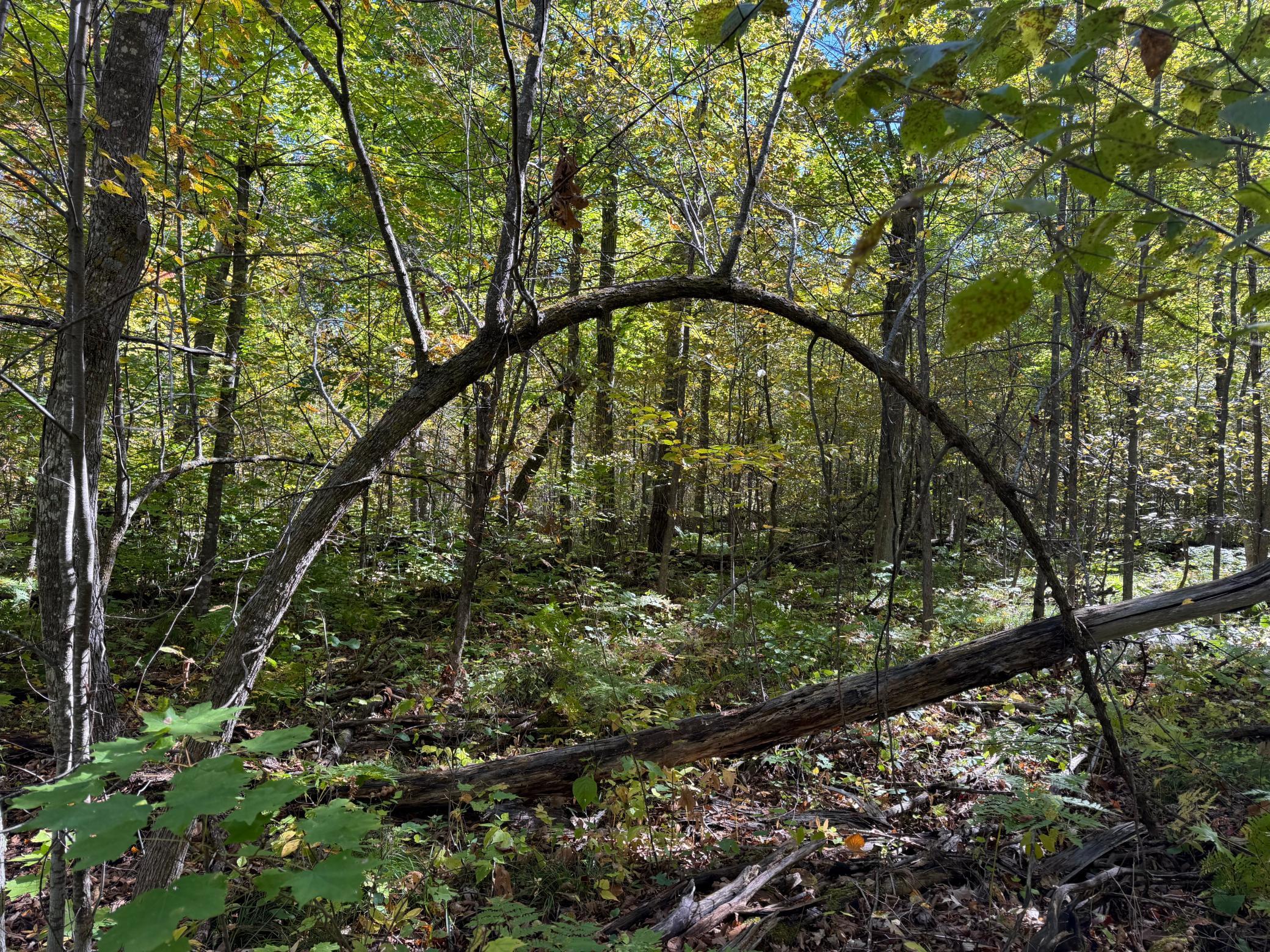 land for sale at TBD- 269th Avenue in Laporte, MN (photo 33 of 44)