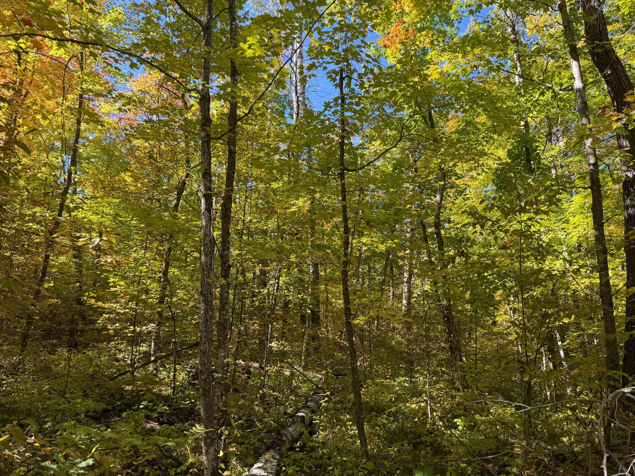 land for sale at TBD- 269th Avenue in Laporte, MN (photo 37 of 44)