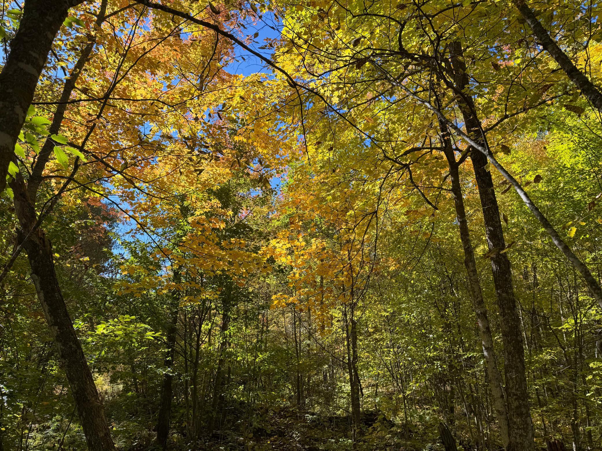 land for sale at TBD- 269th Avenue in Laporte, MN (photo 38 of 44)