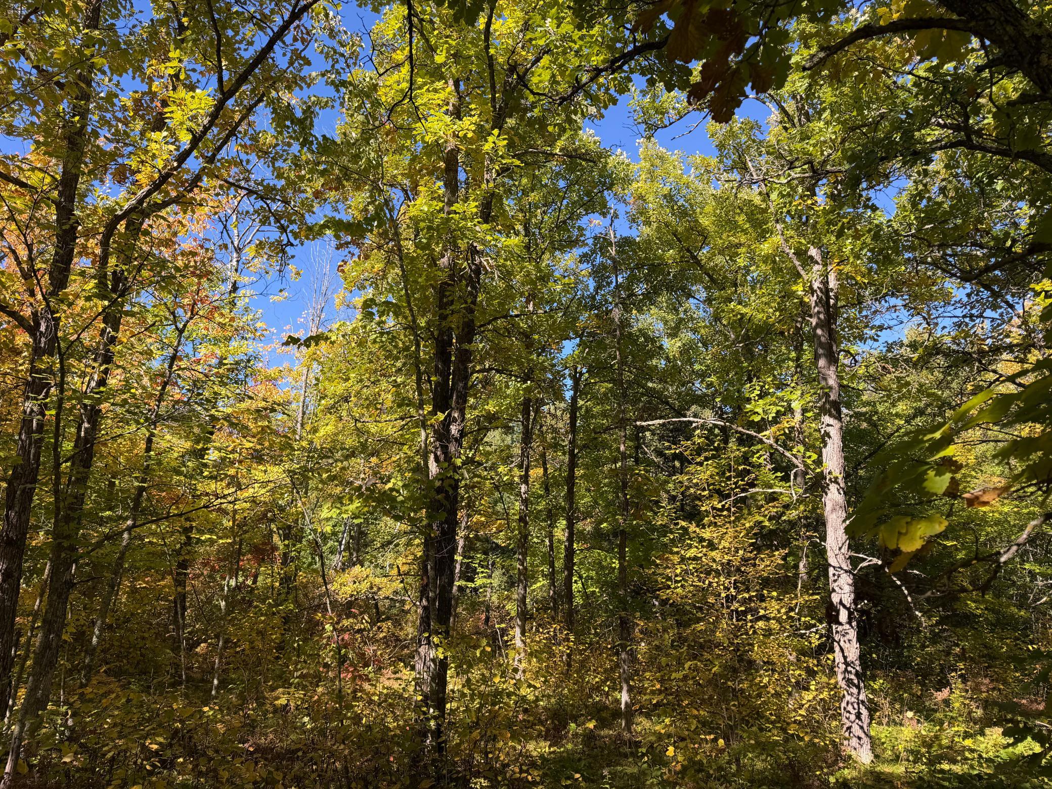 land for sale at TBD- 269th Avenue in Laporte, MN (photo 39 of 44)