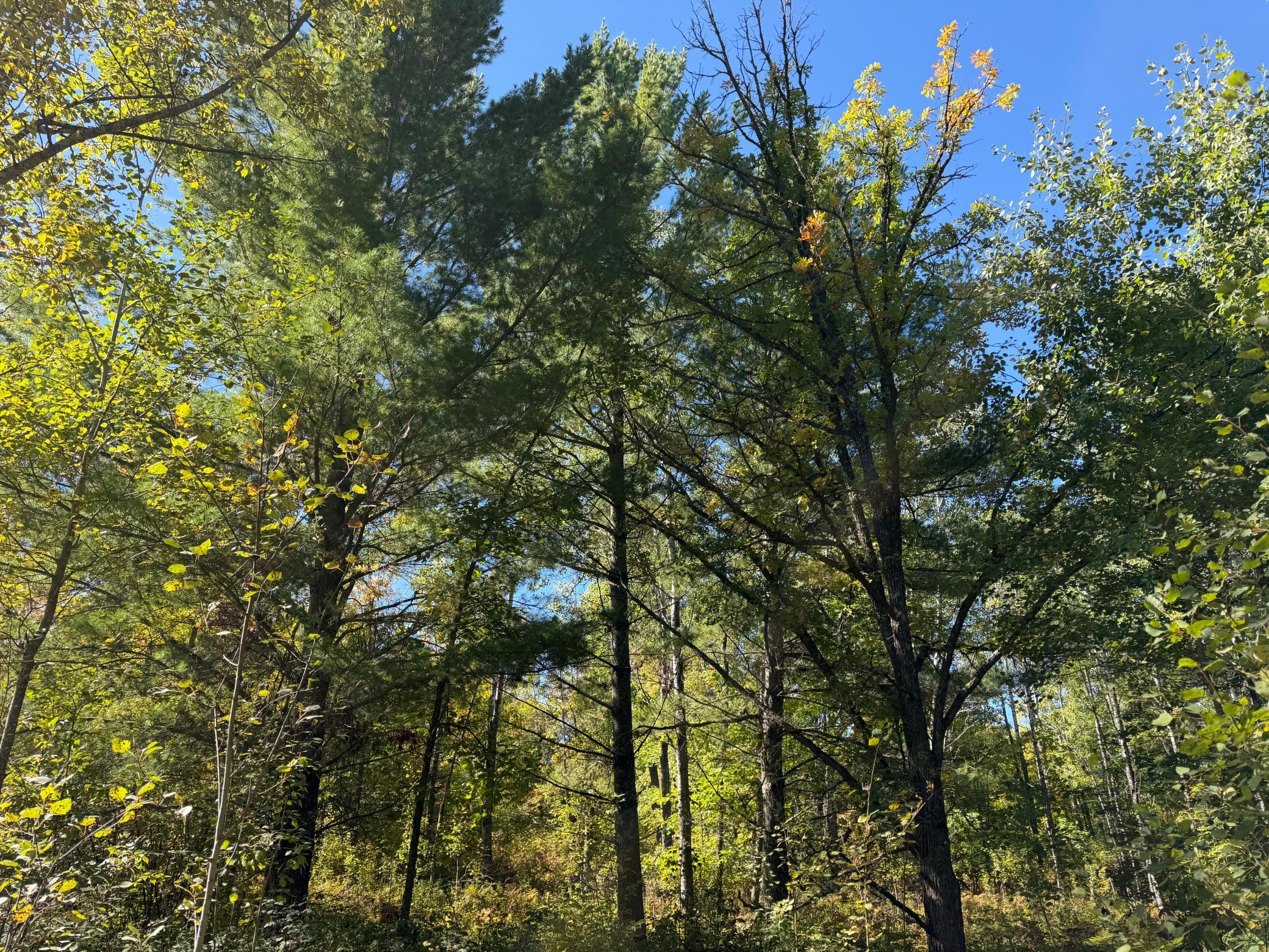 land for sale at TBD- 269th Avenue in Laporte, MN (photo 40 of 44)