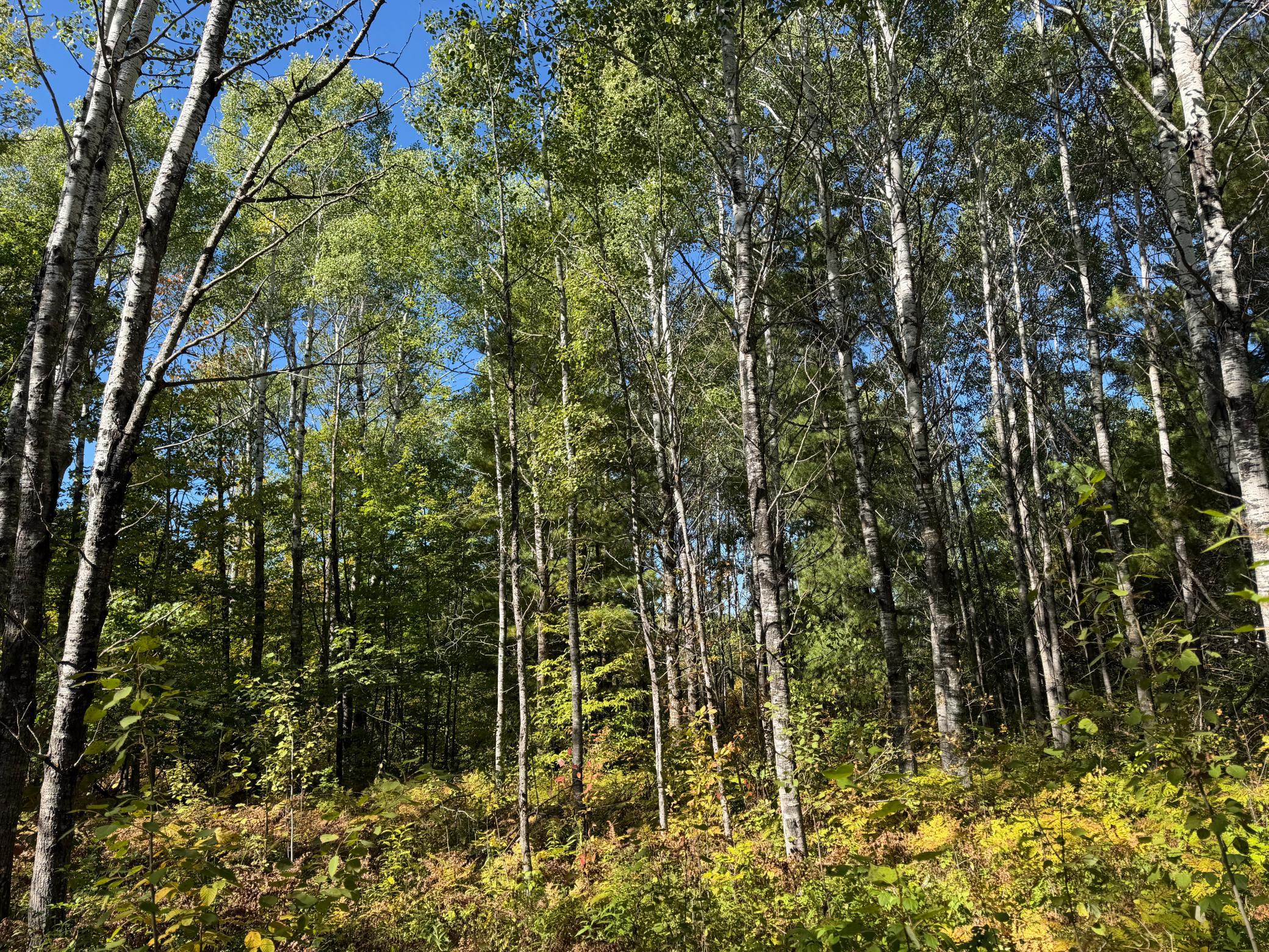 land for sale at TBD- 269th Avenue in Laporte, MN (photo 41 of 44)