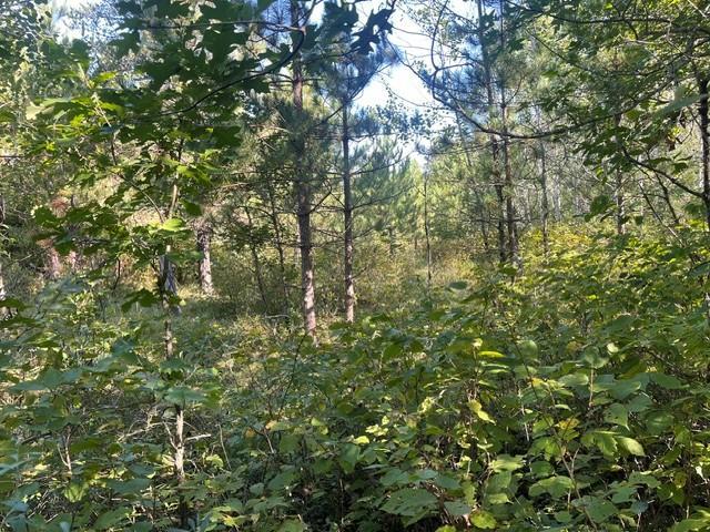 land for sale at TBD 380th Street in Menahga, MN (photo 20 of 22)