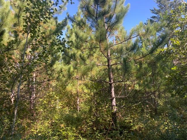 land for sale at TBD 380th Street in Menahga, MN (photo 21 of 22)