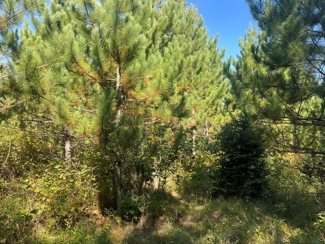 land for sale at TBD 380th Street in Menahga, MN (photo 10 of 22)