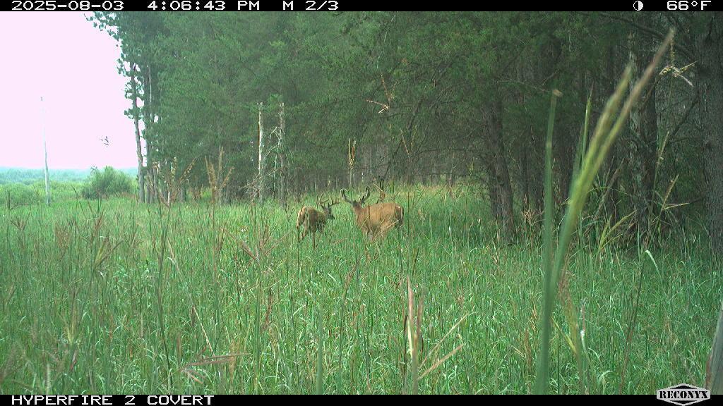 land for sale at TBD 96th Street SW in Motley, MN (photo 55 of 80)