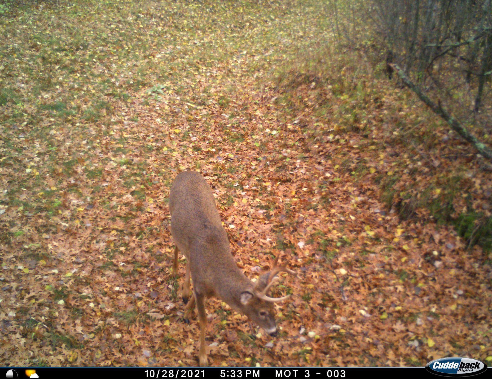 land for sale at TBD 96th Street SW in Motley, MN (photo 60 of 80)