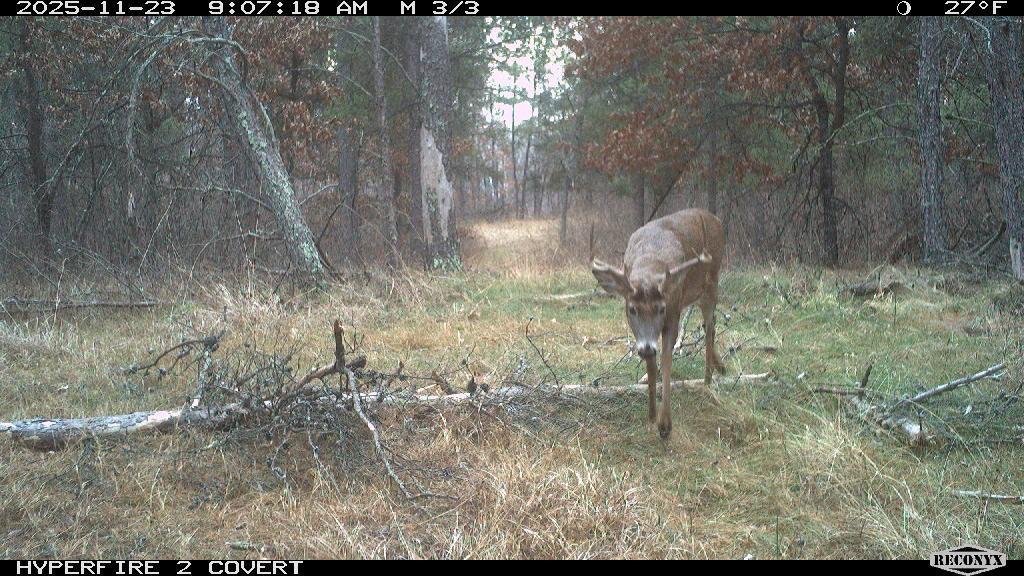 land for sale at TBD 96th Street SW in Motley, MN (photo 70 of 80)