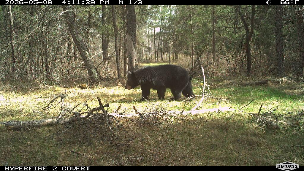 land for sale at TBD 96th Street SW in Motley, MN (photo 71 of 80)