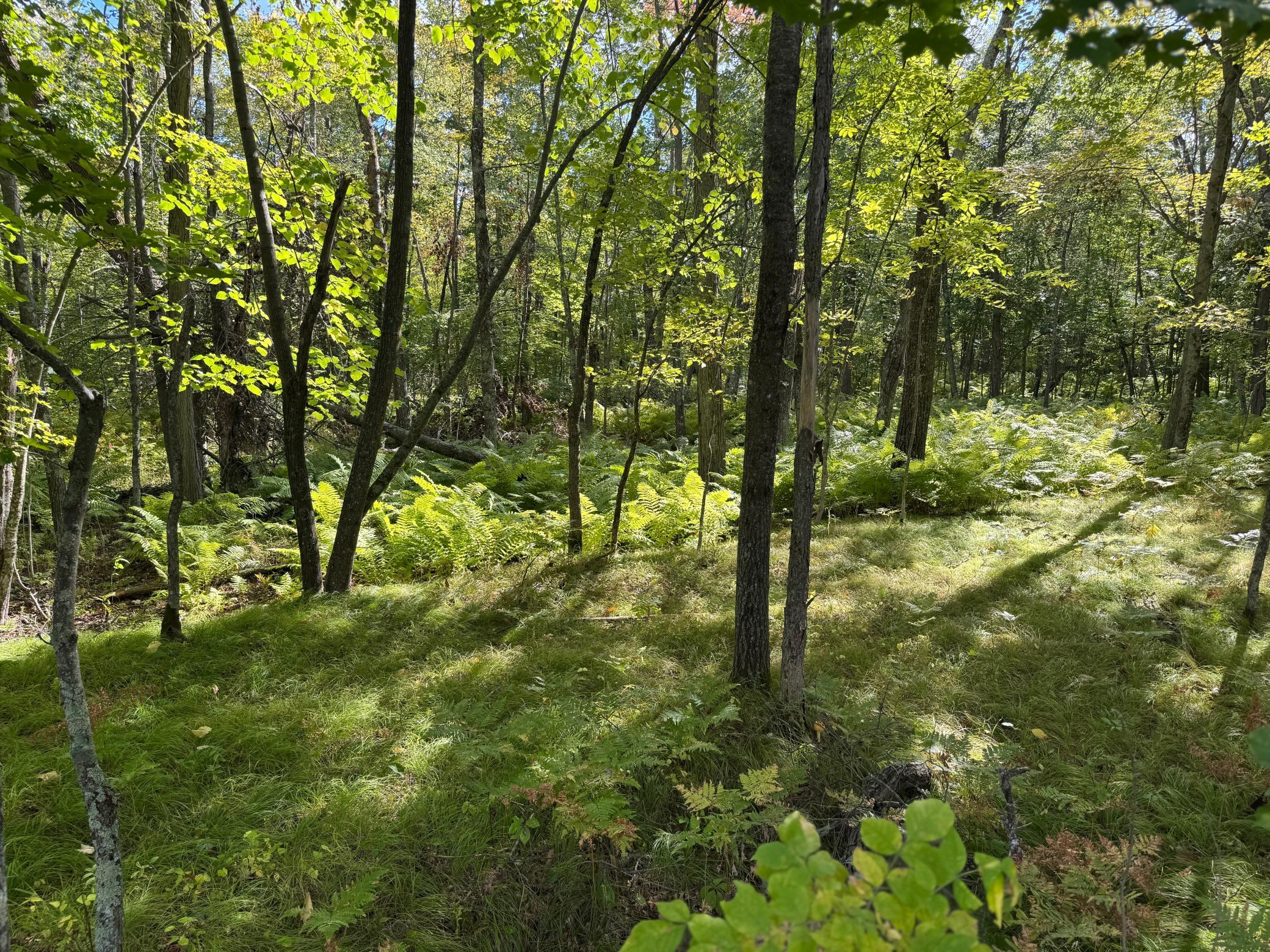 land for sale at XXX County Road 109 in Merrifield, MN (photo 14 of 16)