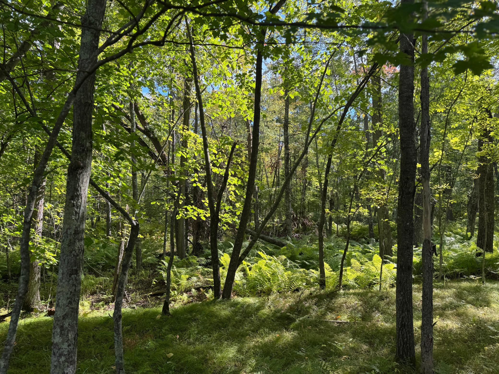 land for sale at XXX County Road 109 in Merrifield, MN (photo 3 of 16)