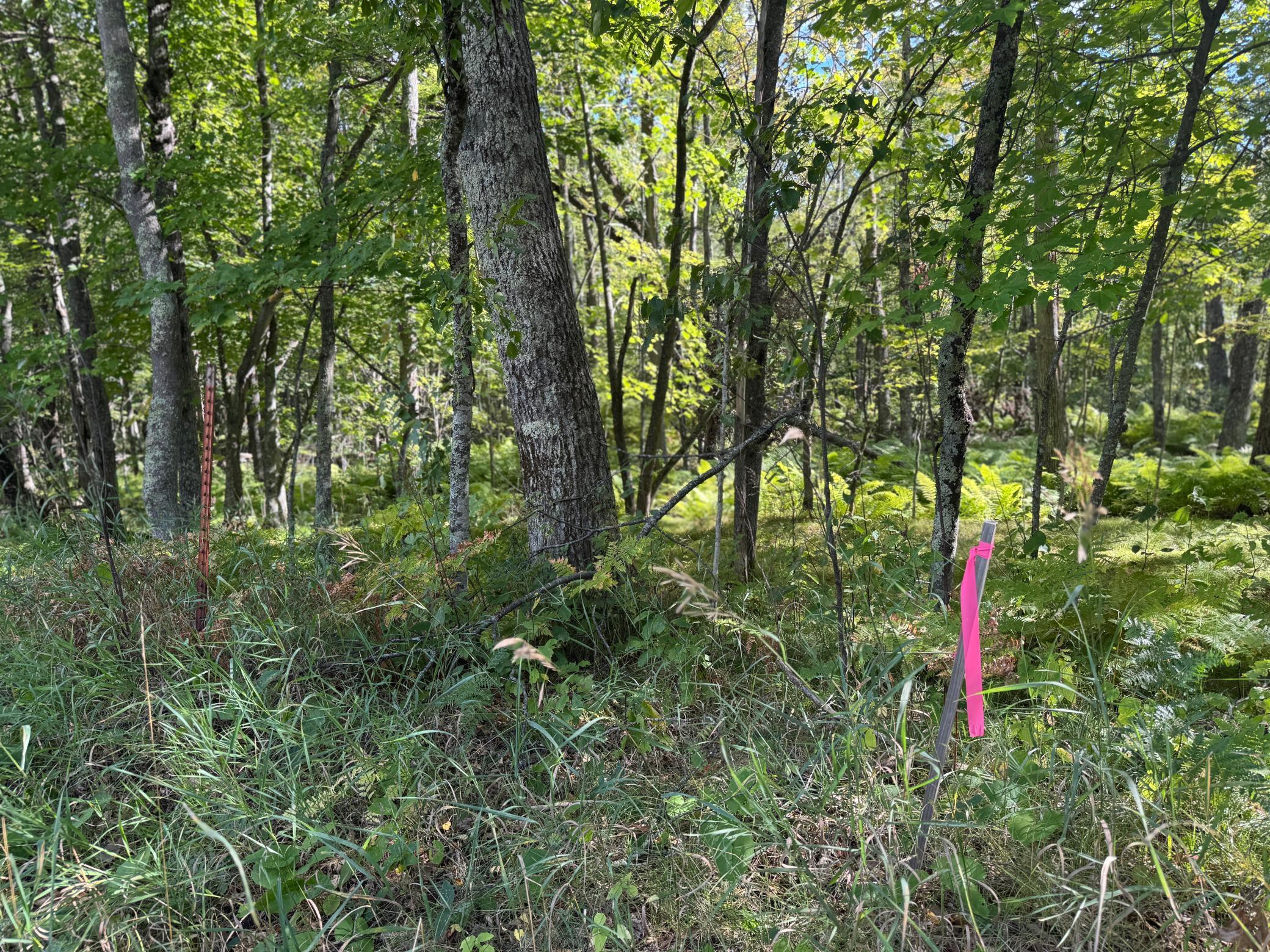 land for sale at XXX County Road 109 in Merrifield, MN (photo 6 of 16)