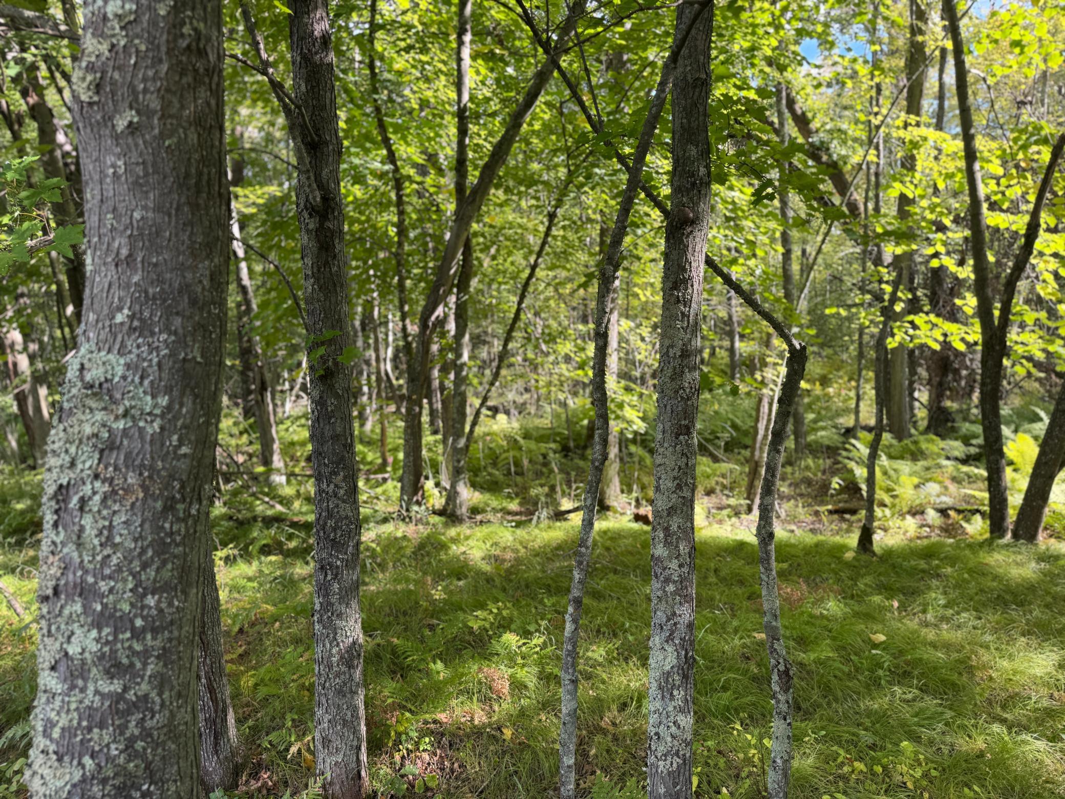 land for sale at XXX County Road 109 in Merrifield, MN (photo 10 of 16)