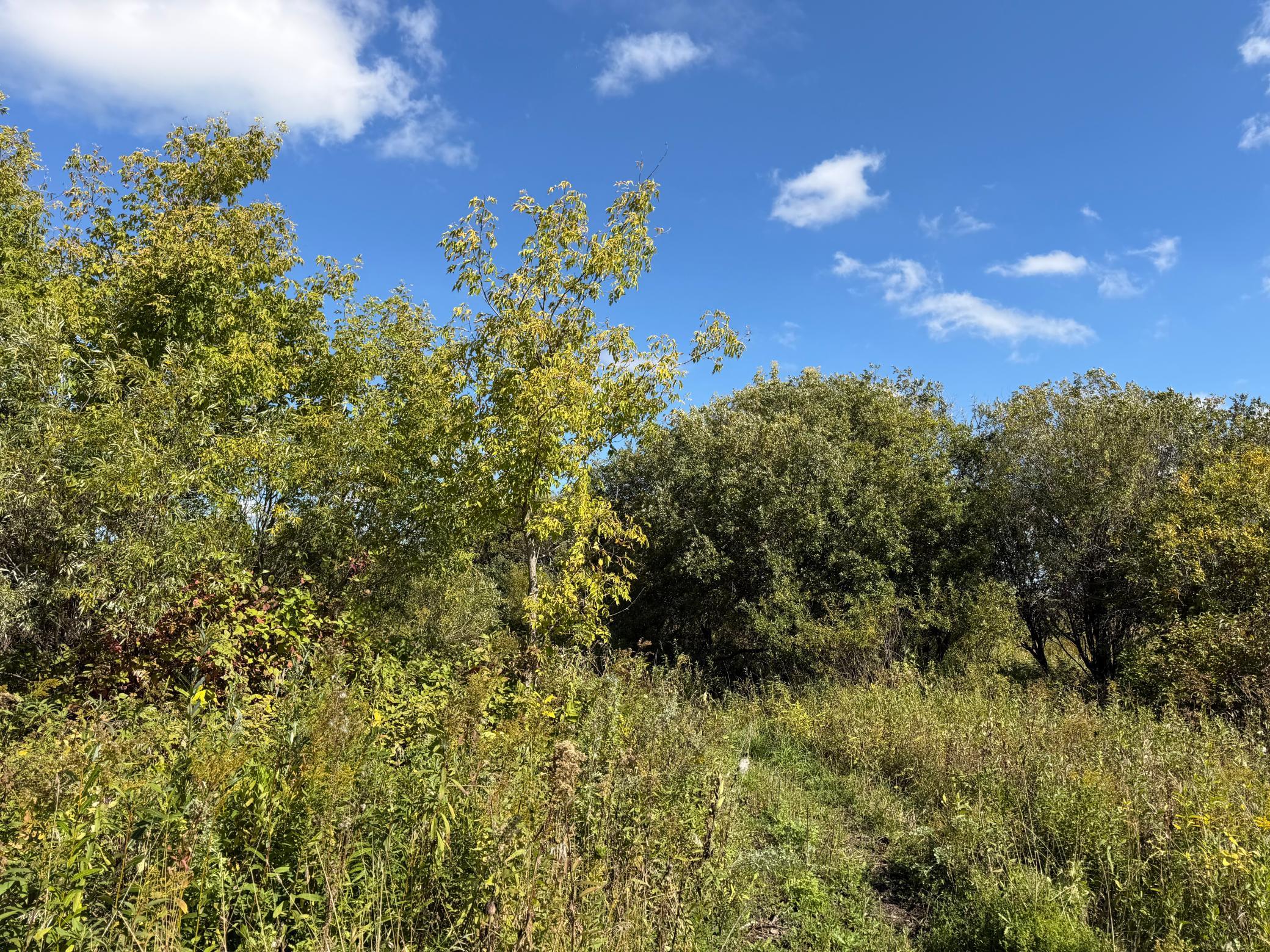 land for sale at TBD 400th Street in Bertha, MN (photo 26 of 46)