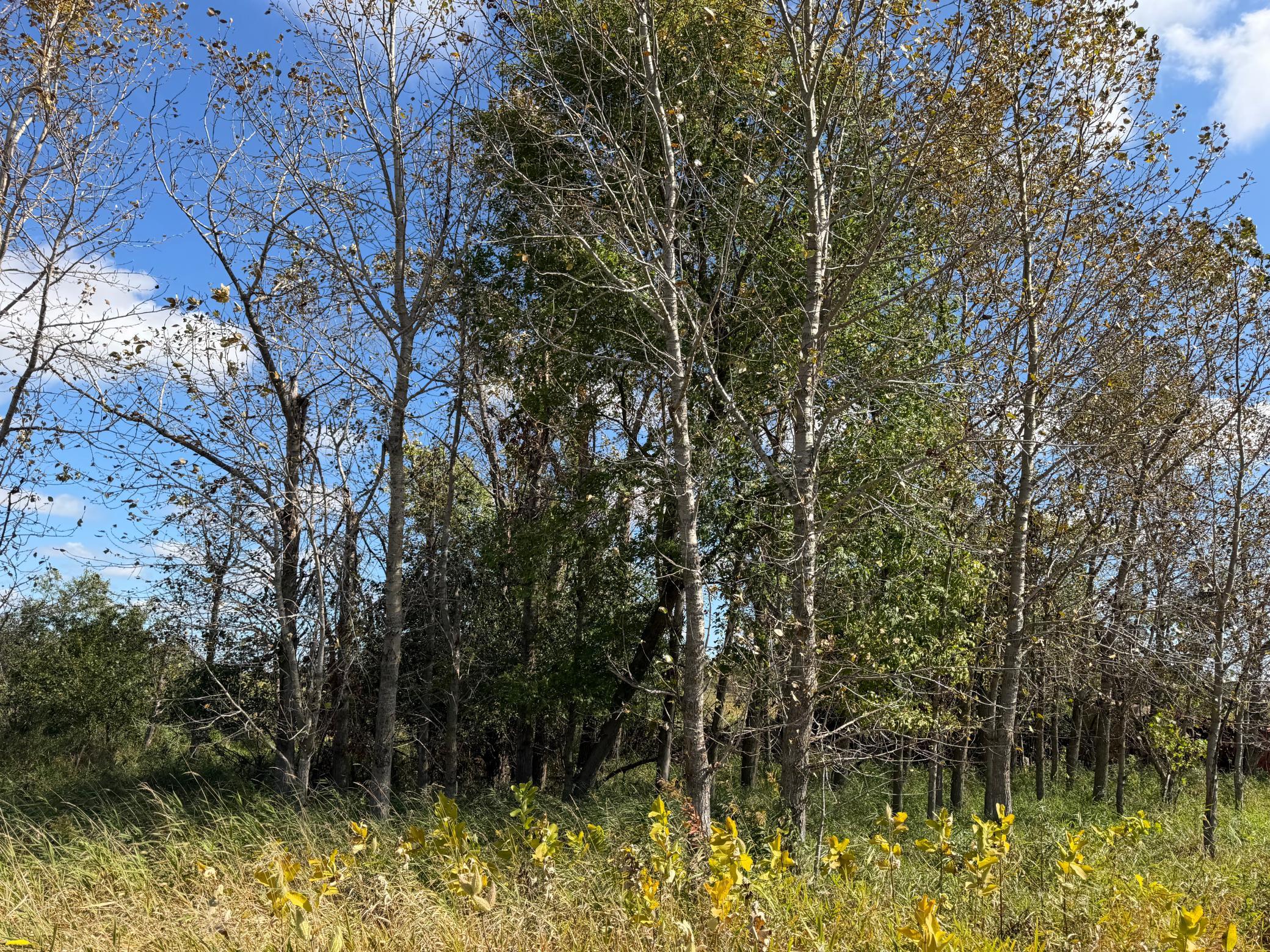 land for sale at TBD 400th Street in Bertha, MN (photo 33 of 46)