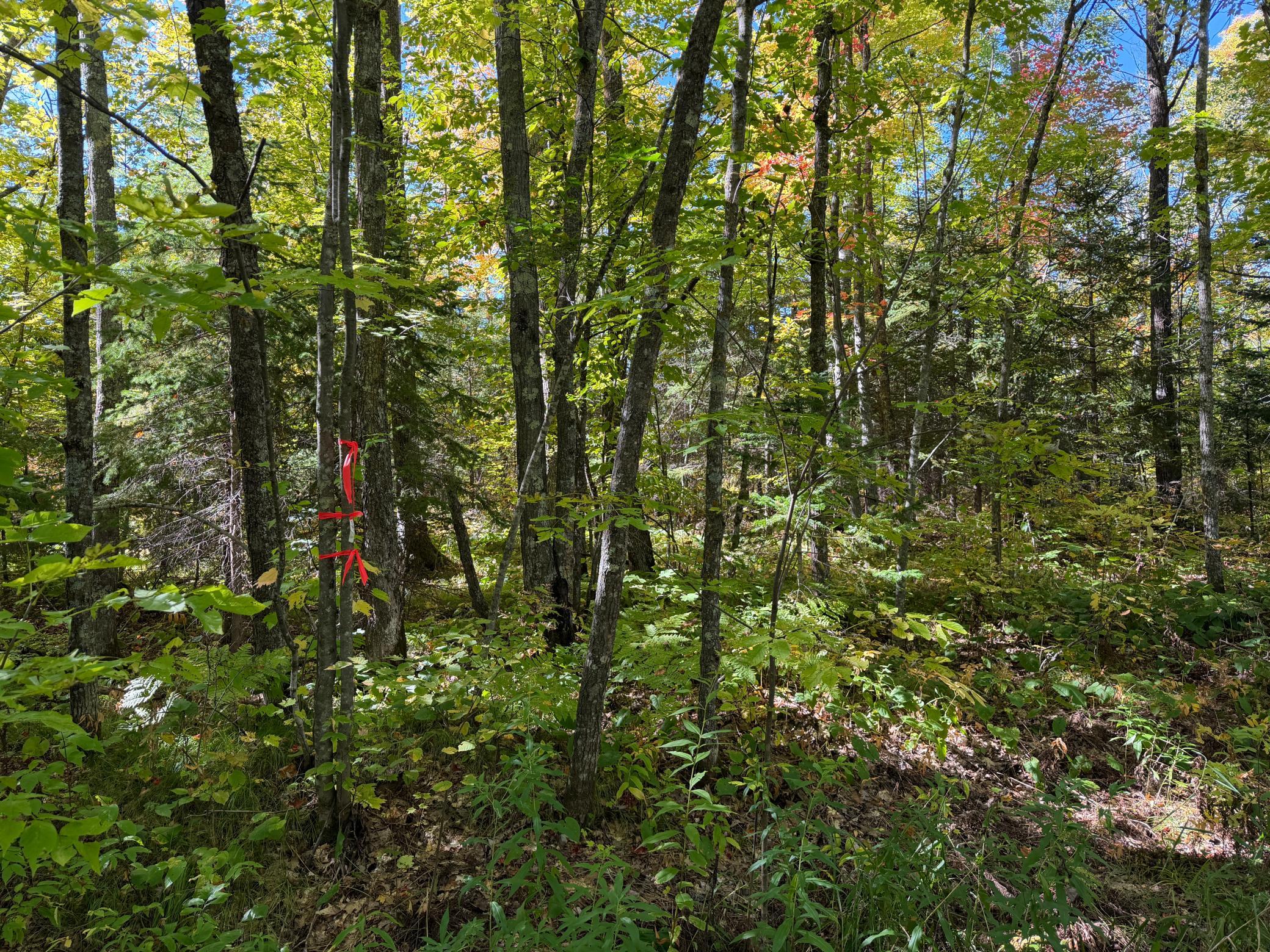 land for sale at tbd 110th in Sturgeon Lake, MN (photo 6 of 15)
