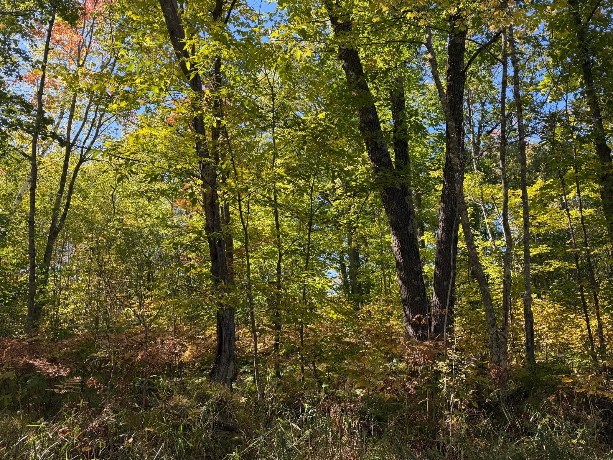 land for sale at tbd 110th in Sturgeon Lake, MN (photo 8 of 15)