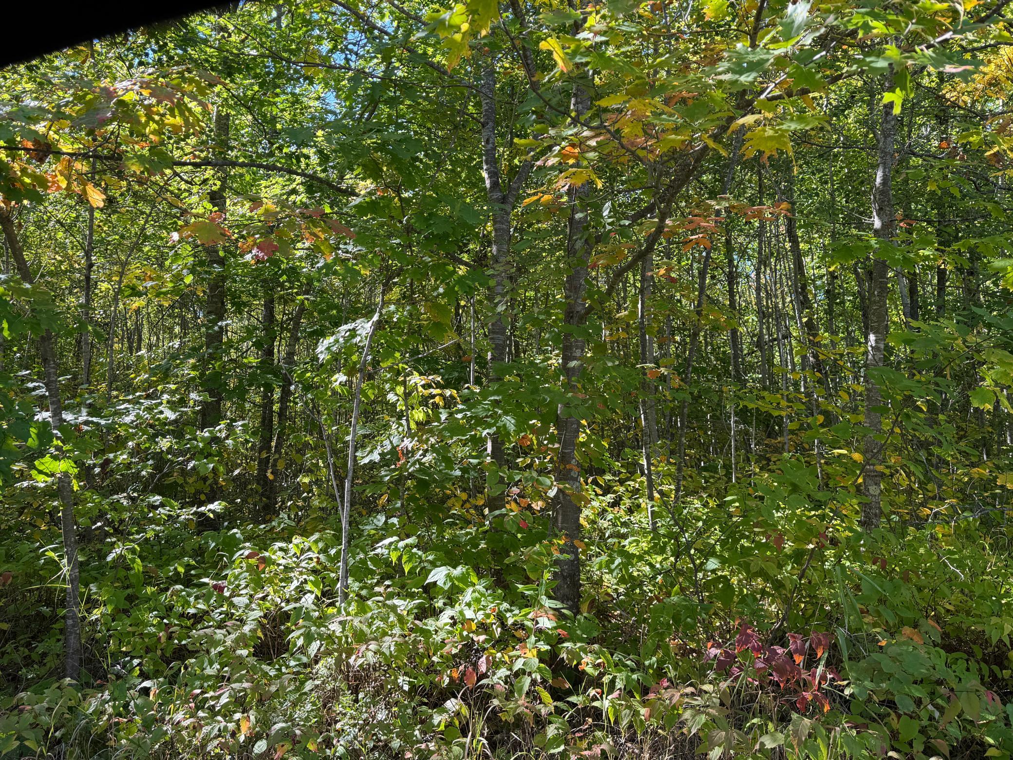 land for sale at tbd 110th in Sturgeon Lake, MN (photo 9 of 15)