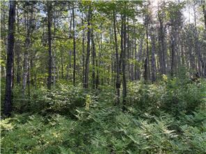 land for sale at 200th TBD Avenue in McGregor, MN (photo 4 of 6)