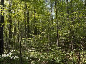 land for sale at 200th TBD Avenue in McGregor, MN (photo 5 of 6)