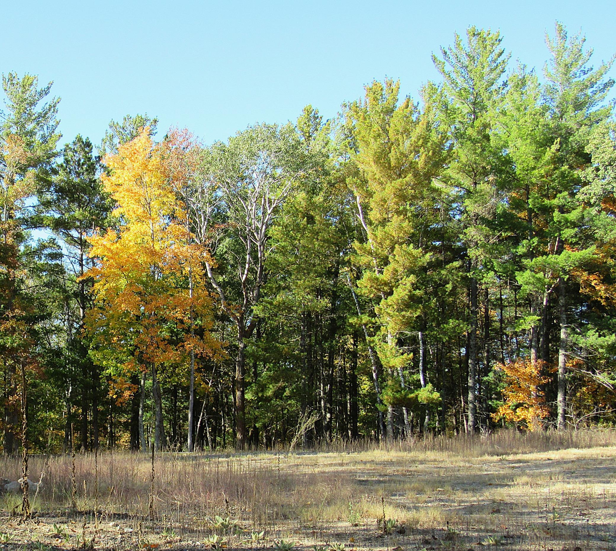 2023 land for sale at XXX US 71 in Park Rapids, MN (photo 9 of 15)