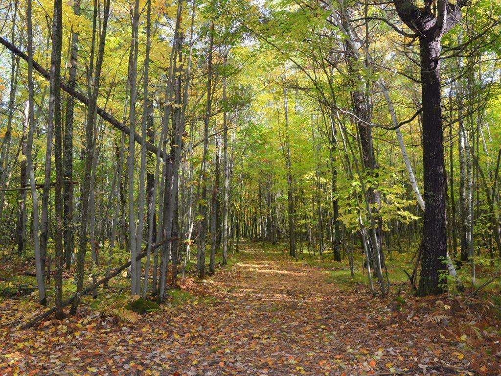 land for sale at TBD Juneberry Drive in Park Rapids, MN (photo 13 of 18)