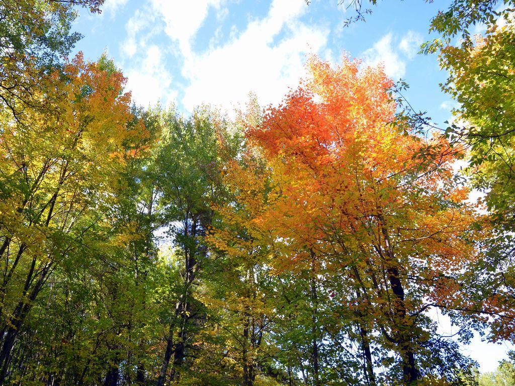 land for sale at TBD Juneberry Drive in Park Rapids, MN (photo 15 of 18)