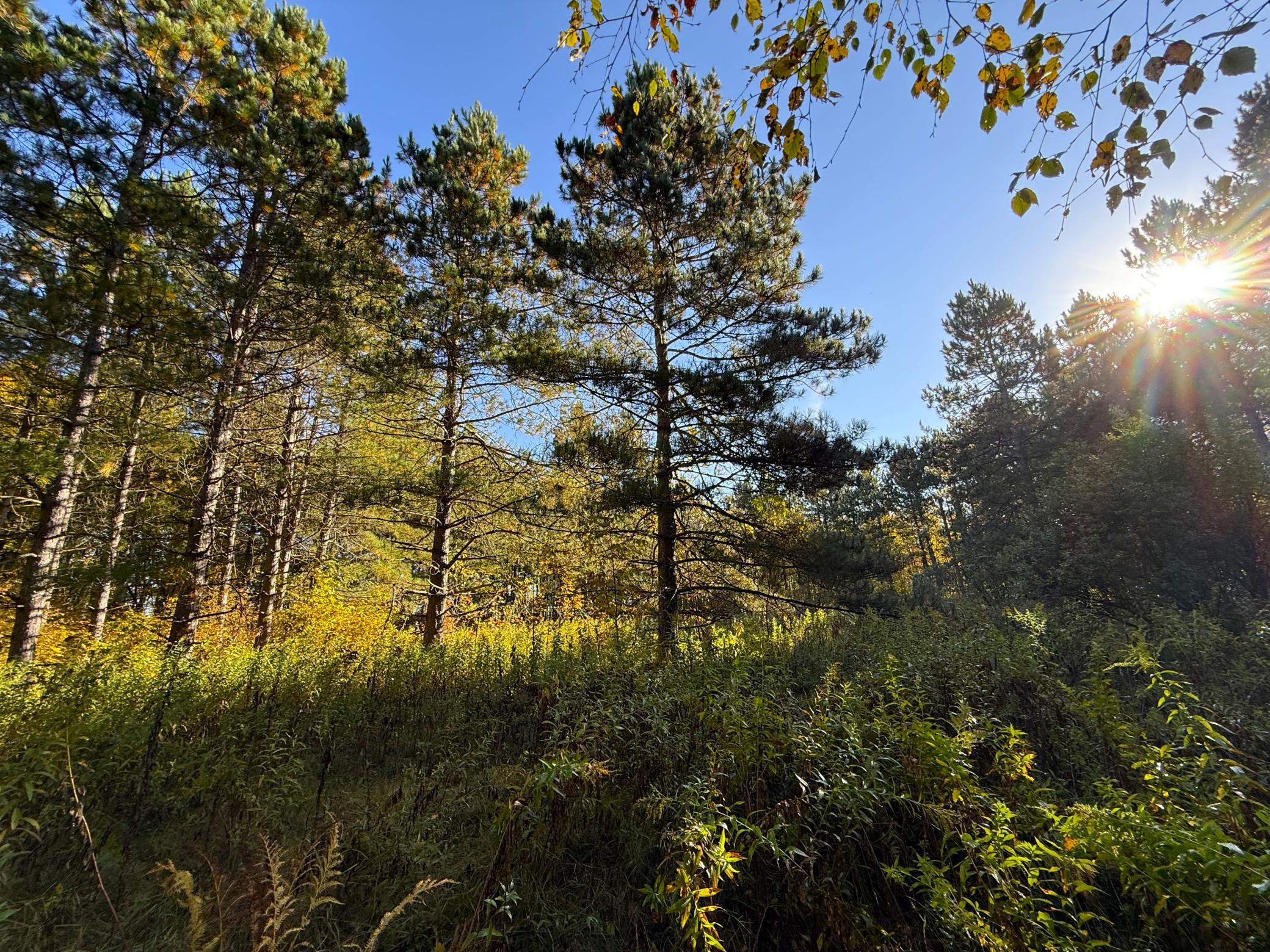 land for sale at XXX 540th Lane in Palisade, MN