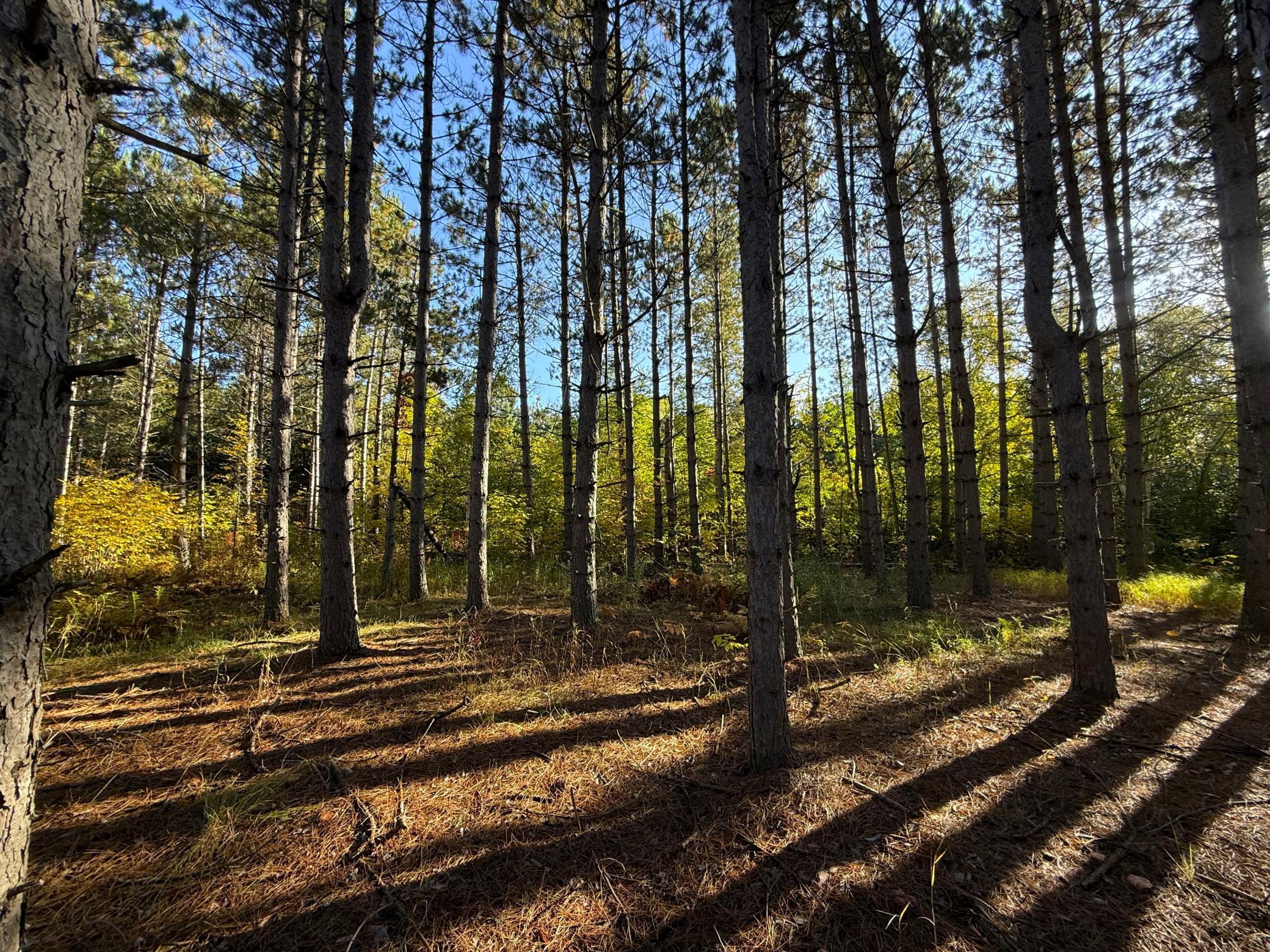 land for sale at XXX 540th Lane in Palisade, MN (photo 2 of 55)