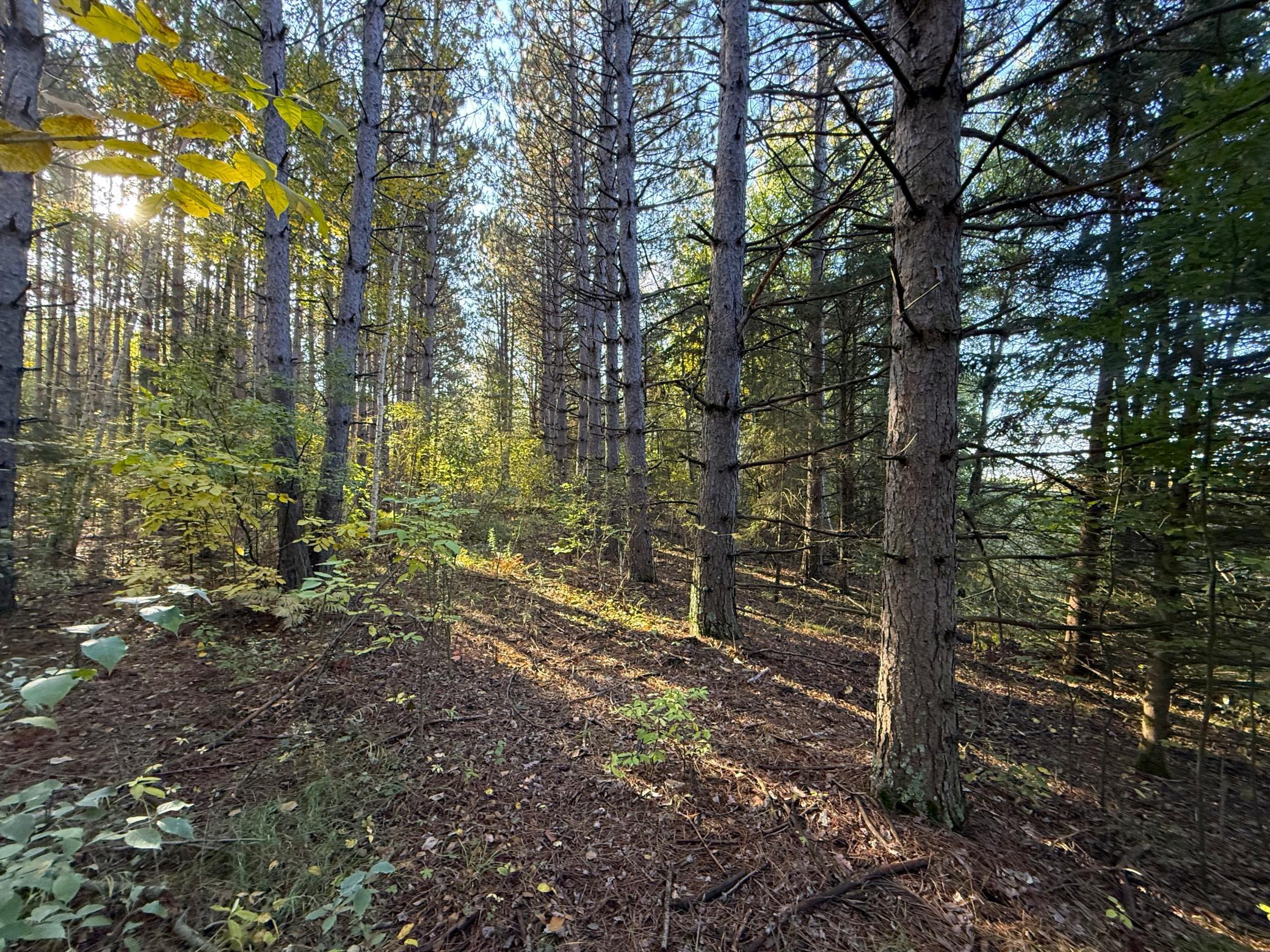 land for sale at XXX 540th Lane in Palisade, MN (photo 11 of 55)