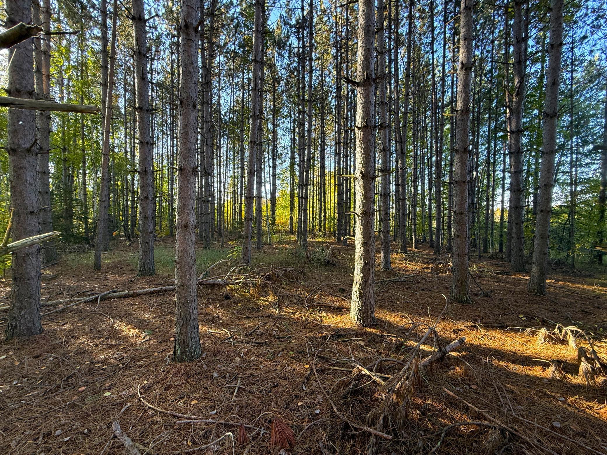 land for sale at XXX 540th Lane in Palisade, MN (photo 13 of 55)