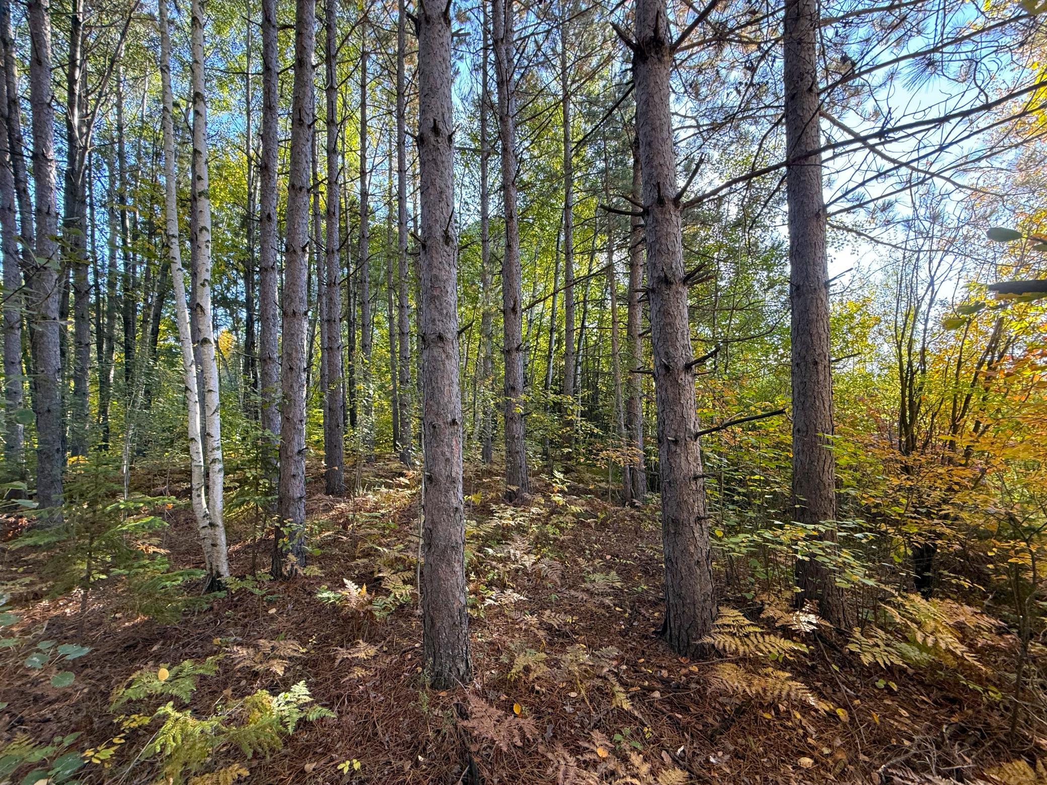 land for sale at XXX 540th Lane in Palisade, MN (photo 14 of 55)