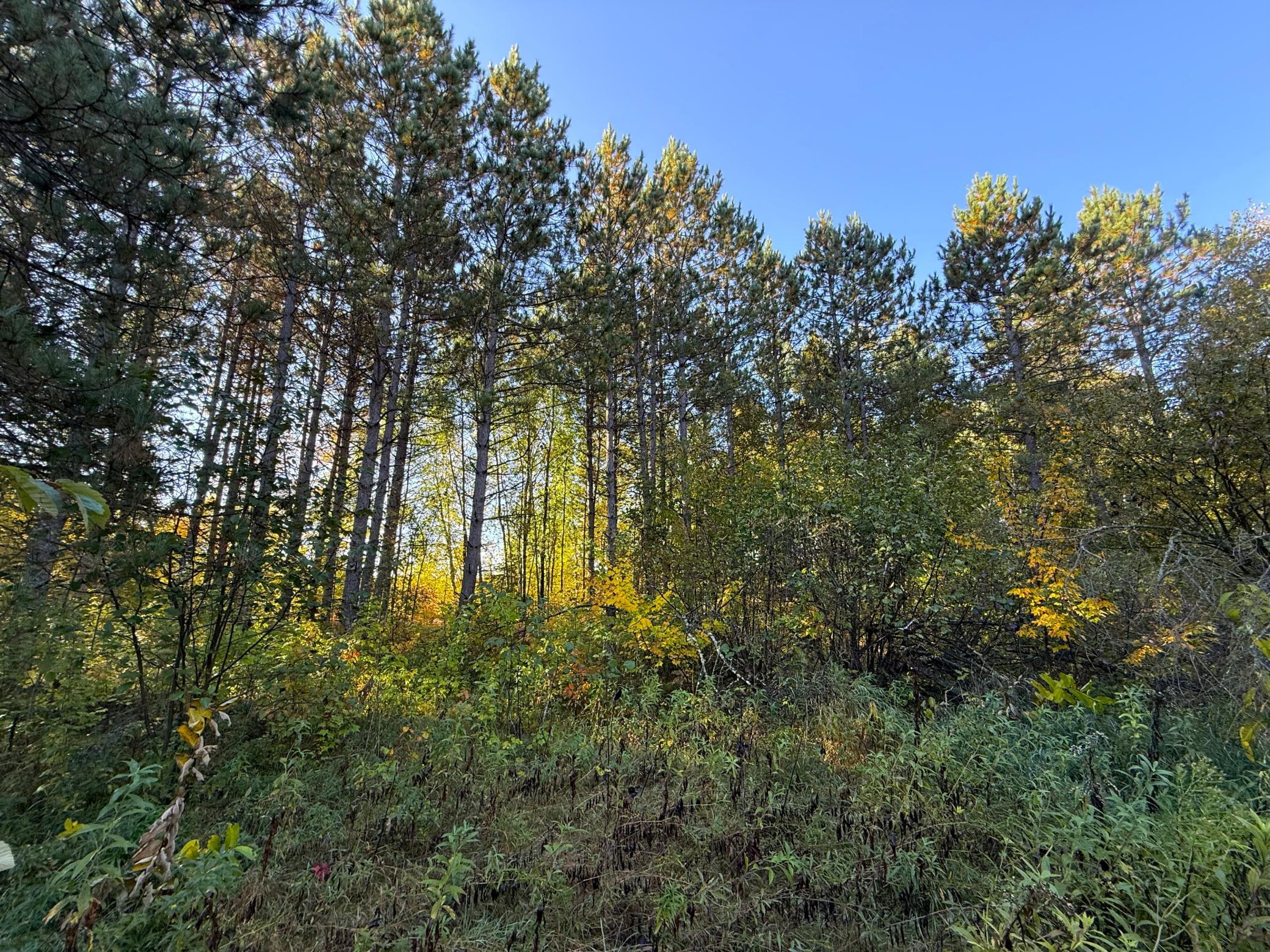 land for sale at XXX 540th Lane in Palisade, MN (photo 19 of 55)
