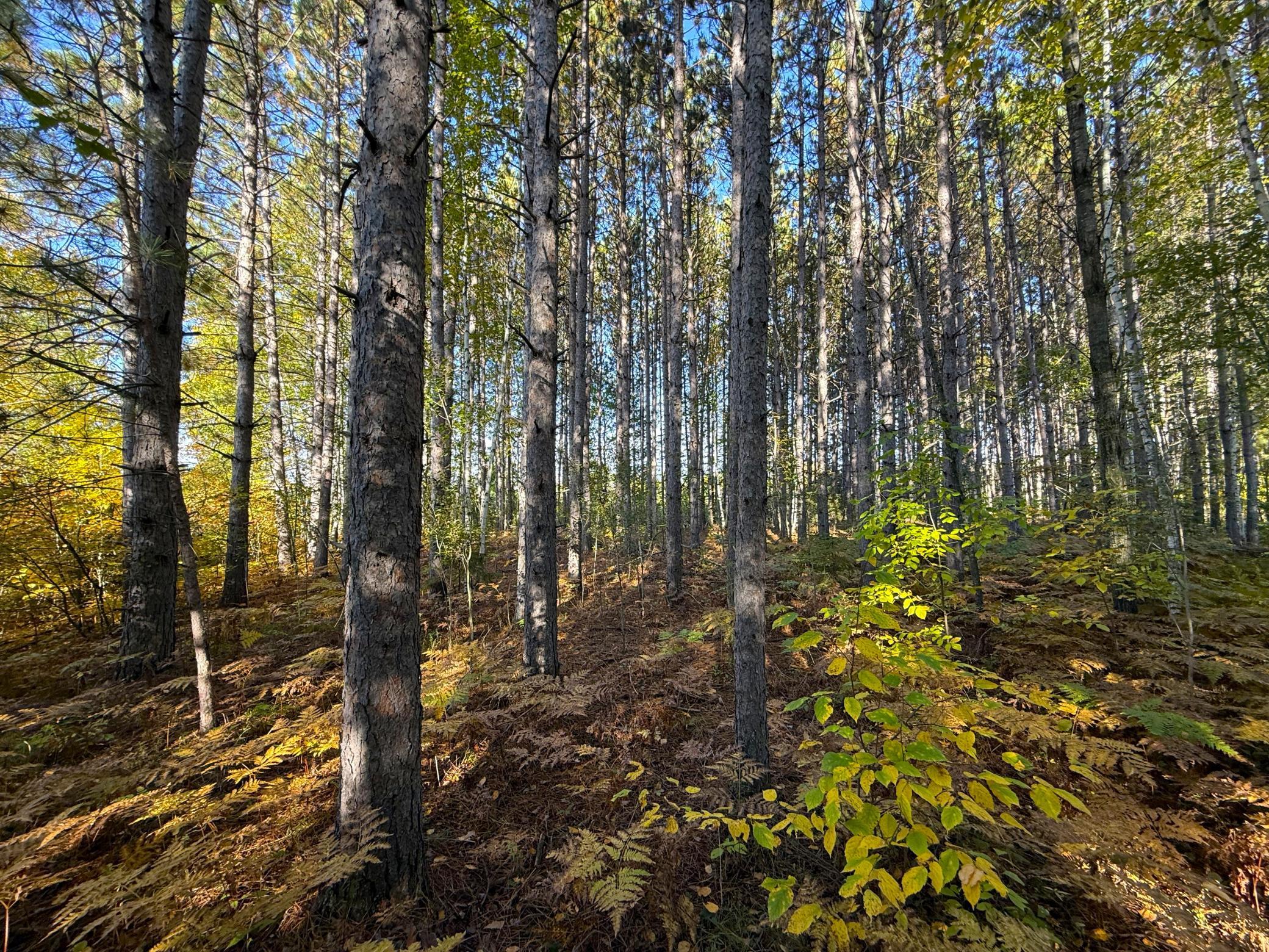 land for sale at XXX 540th Lane in Palisade, MN (photo 23 of 55)