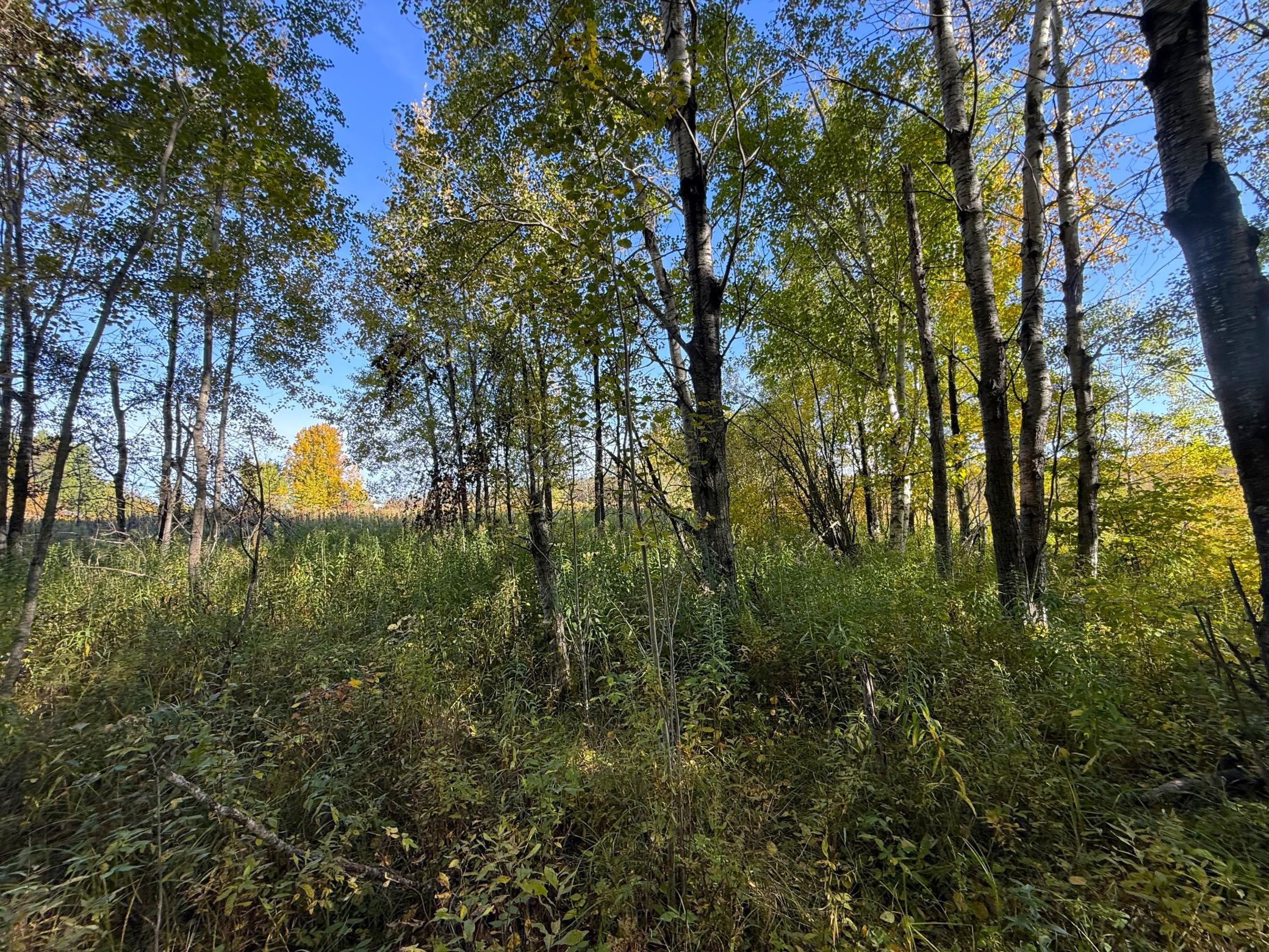 land for sale at XXX 540th Lane in Palisade, MN (photo 27 of 55)