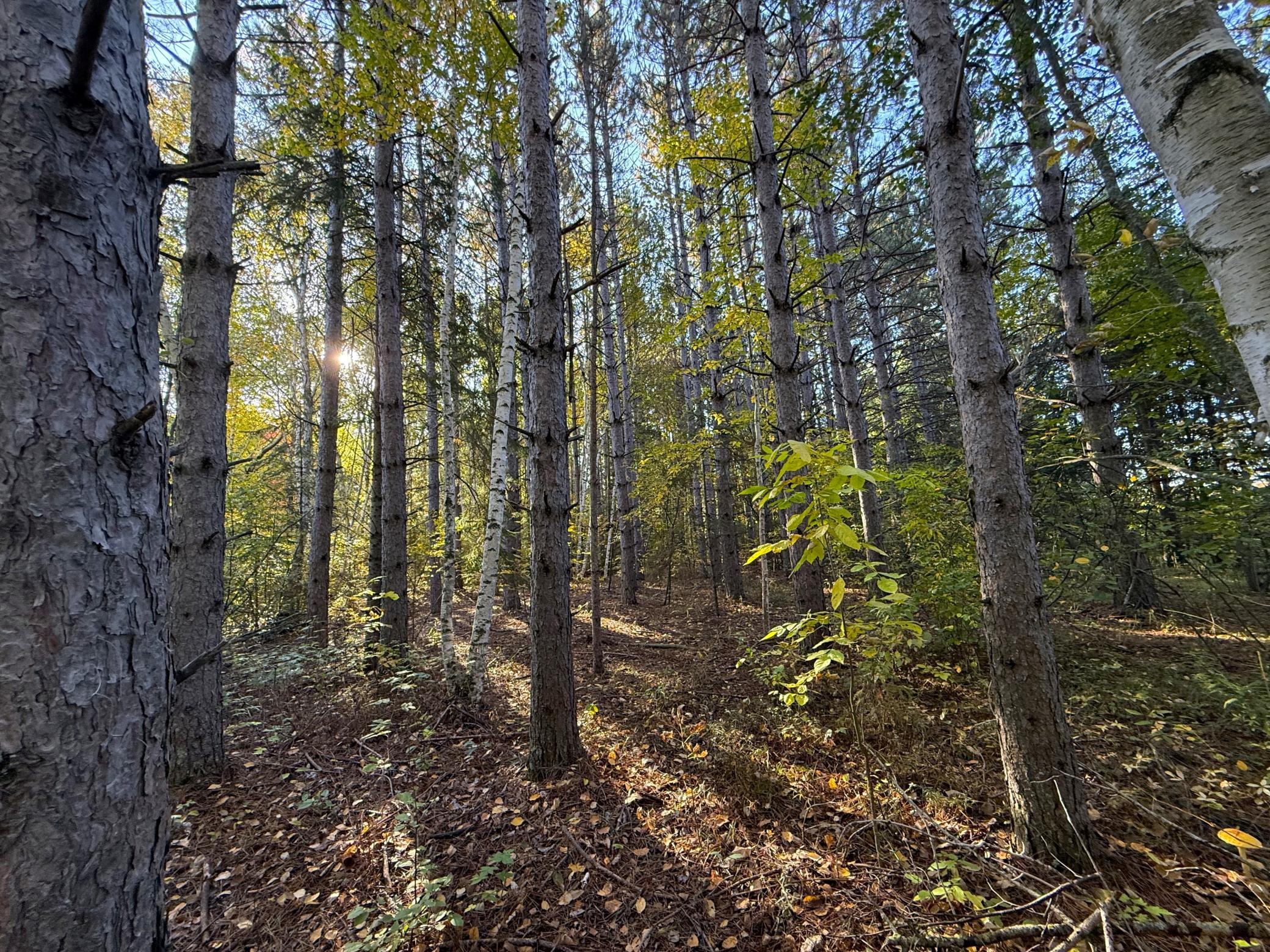 land for sale at XXX 540th Lane in Palisade, MN (photo 36 of 55)