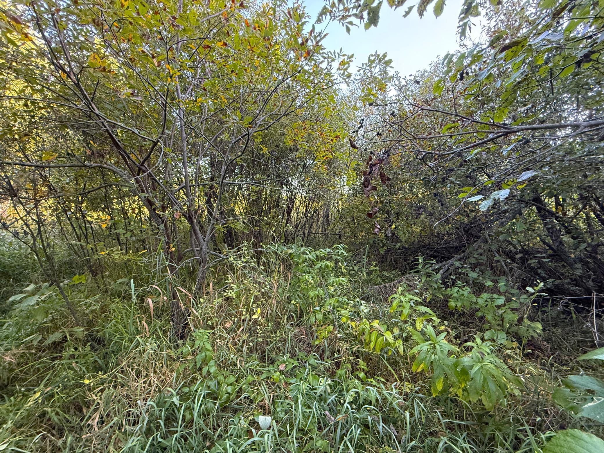 land for sale at XXX 540th Lane in Palisade, MN (photo 38 of 55)