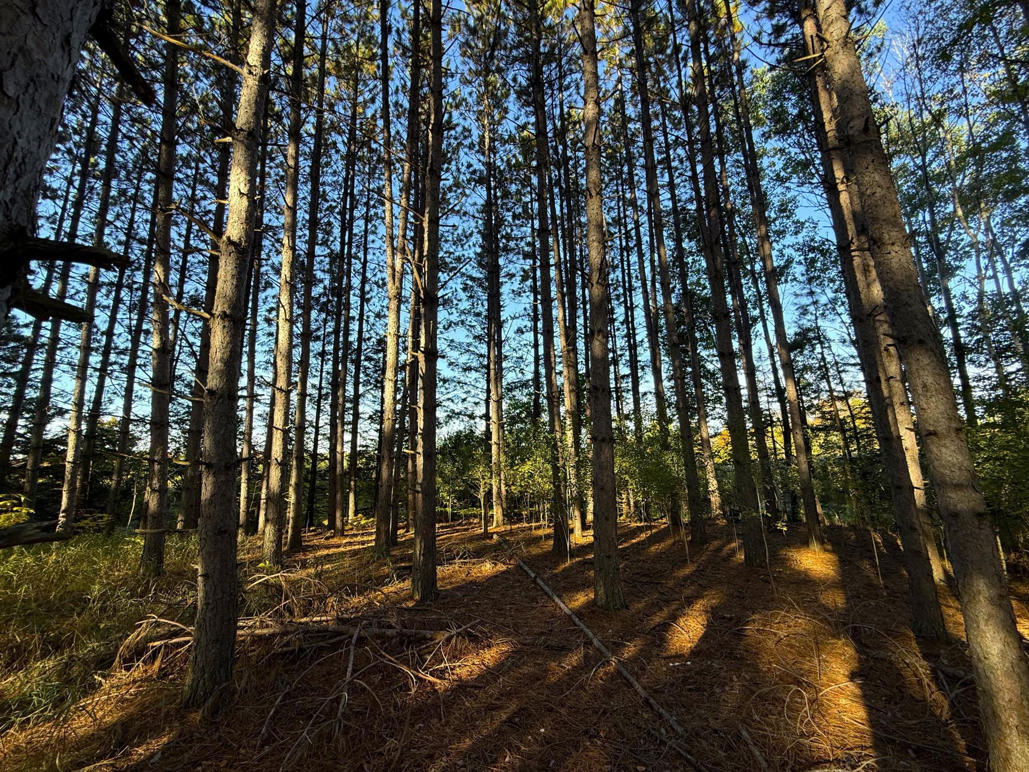 land for sale at XXX 540th Lane in Palisade, MN (photo 5 of 55)