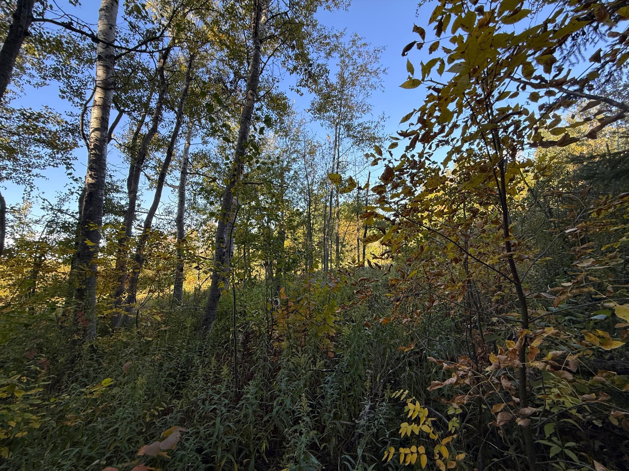 land for sale at XXX 540th Lane in Palisade, MN (photo 46 of 55)