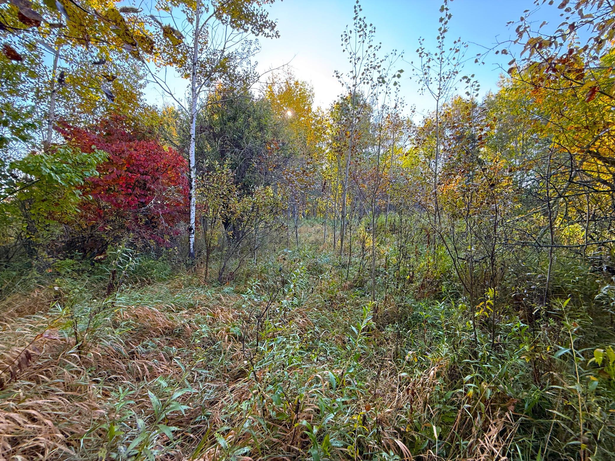 land for sale at XXX 540th Lane in Palisade, MN (photo 6 of 55)