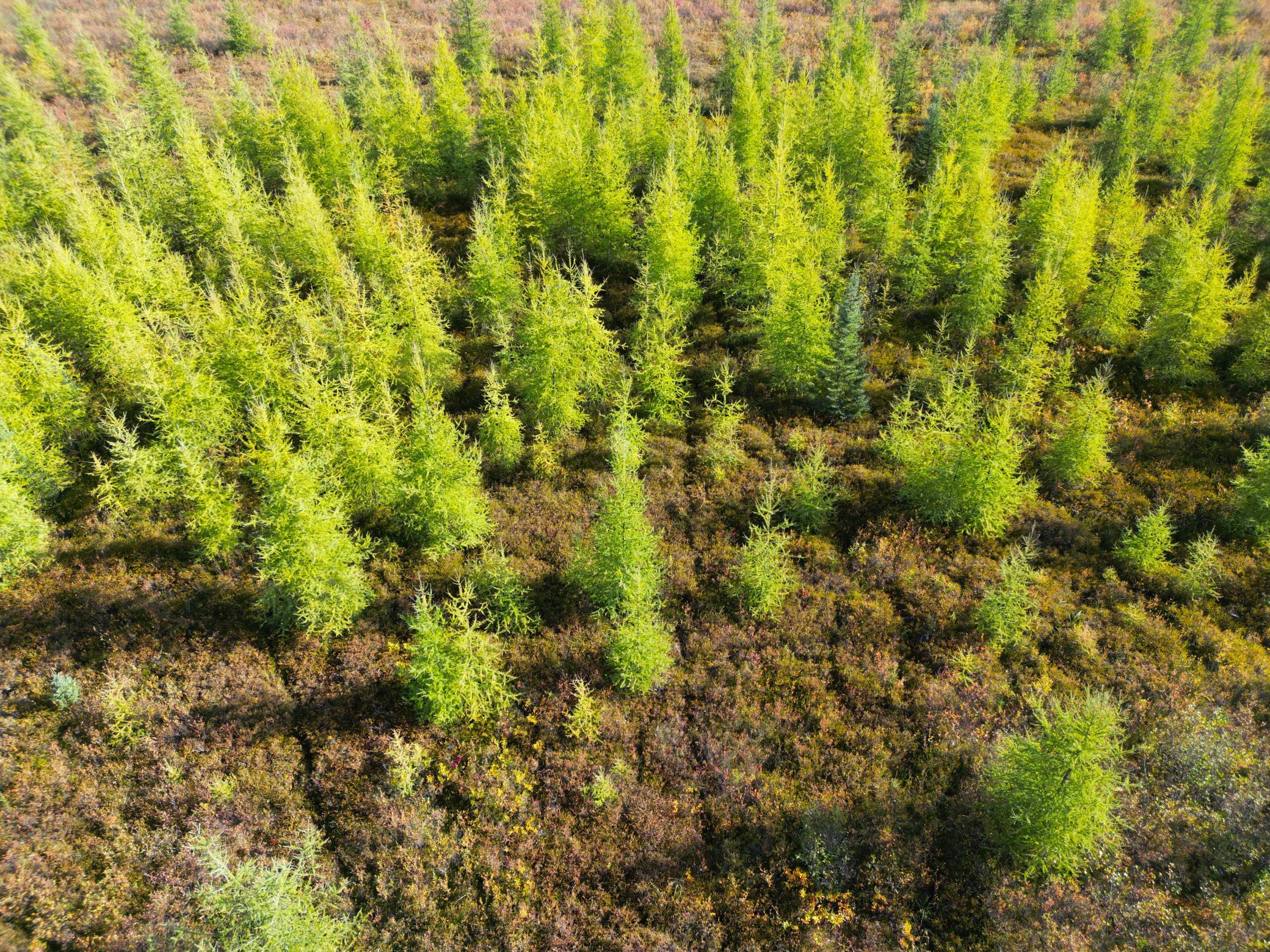 land for sale at XXX 540th Lane in Palisade, MN (photo 53 of 55)