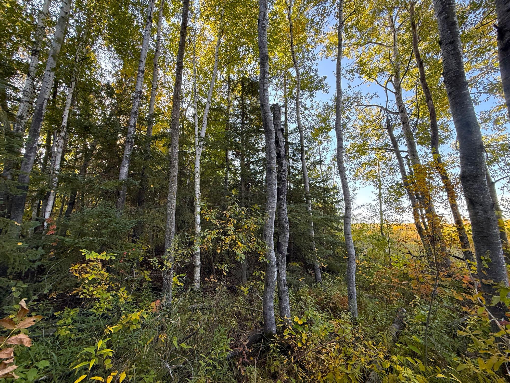 land for sale at XXX 540th Lane in Palisade, MN (photo 9 of 55)