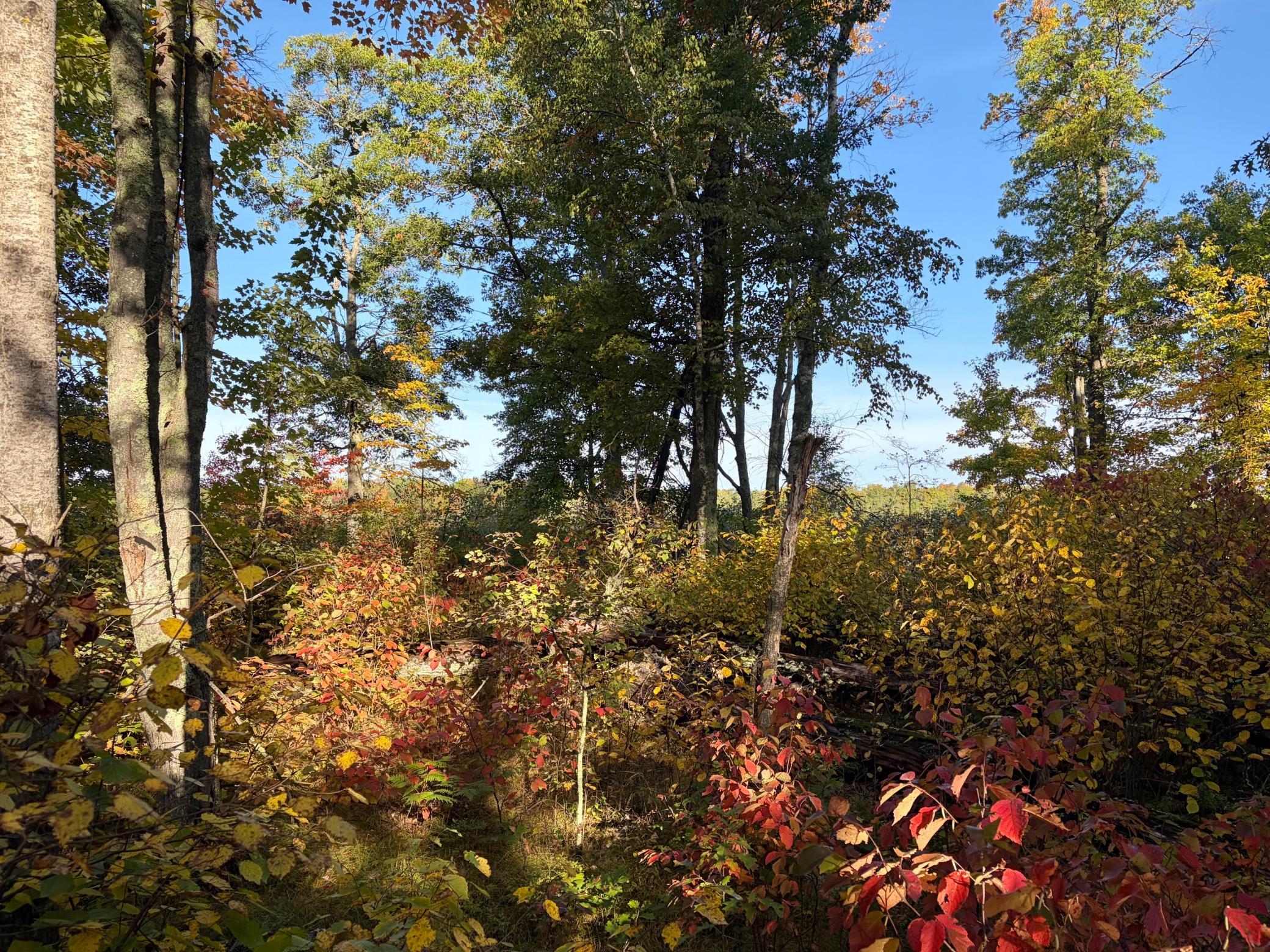 land for sale at TBD 248th Place in McGregor, MN (photo 11 of 19)